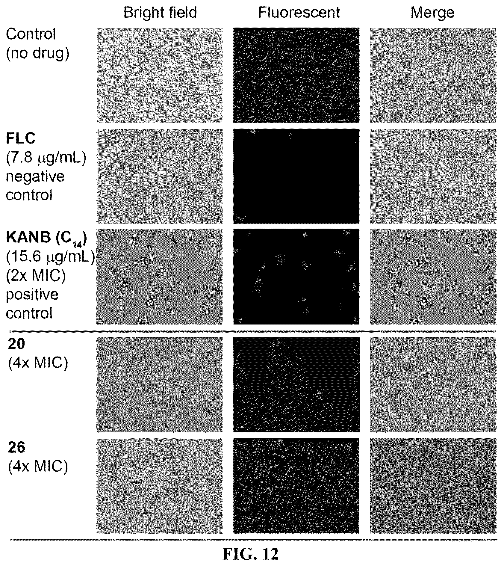 Patent US12103916 Figure 14 – Antifungal compounds