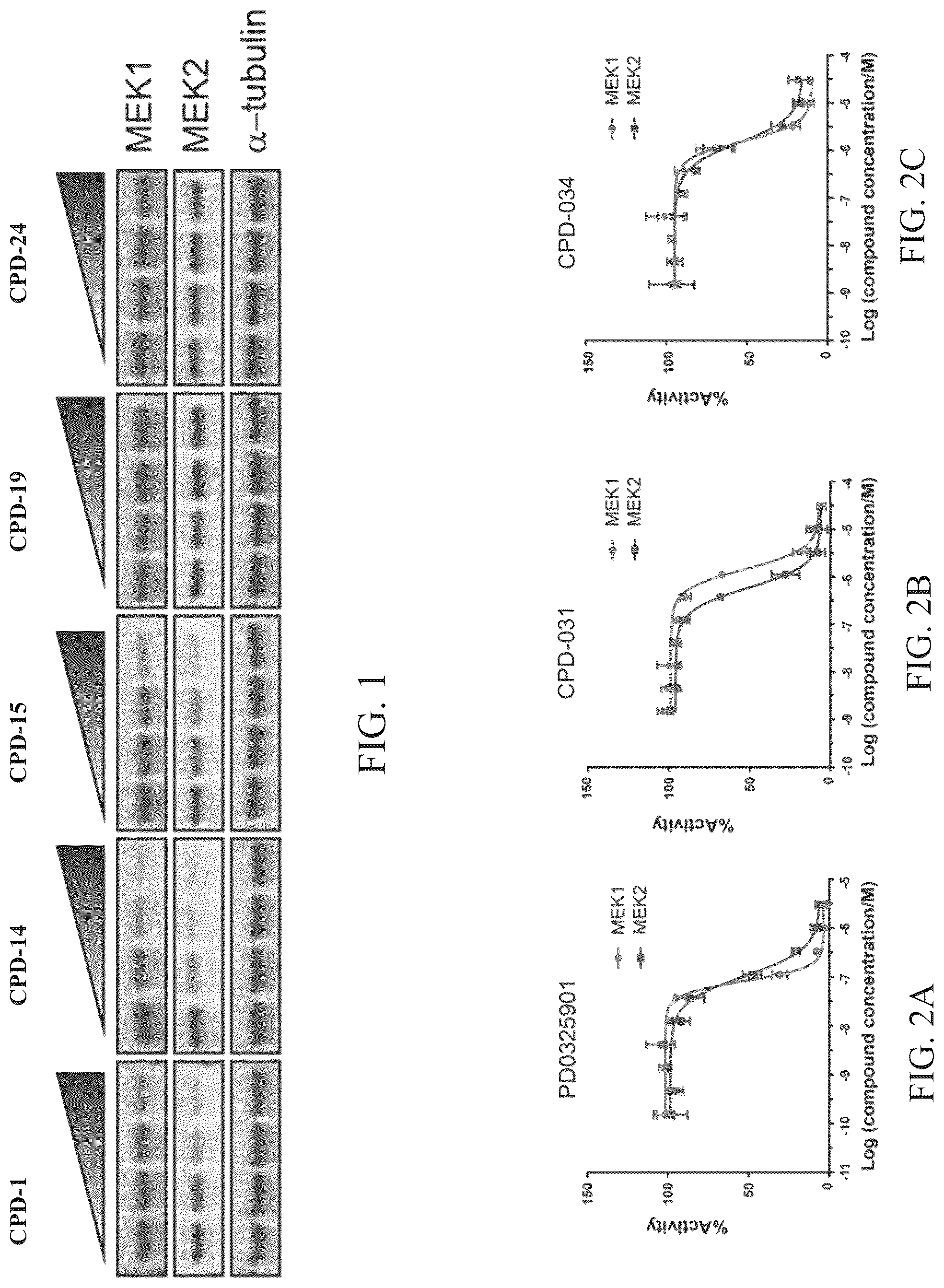 Patent US12103924 Figure 1 – Mitogen-activated protein kinase kinase (MEK) degradation compounds and methods of use