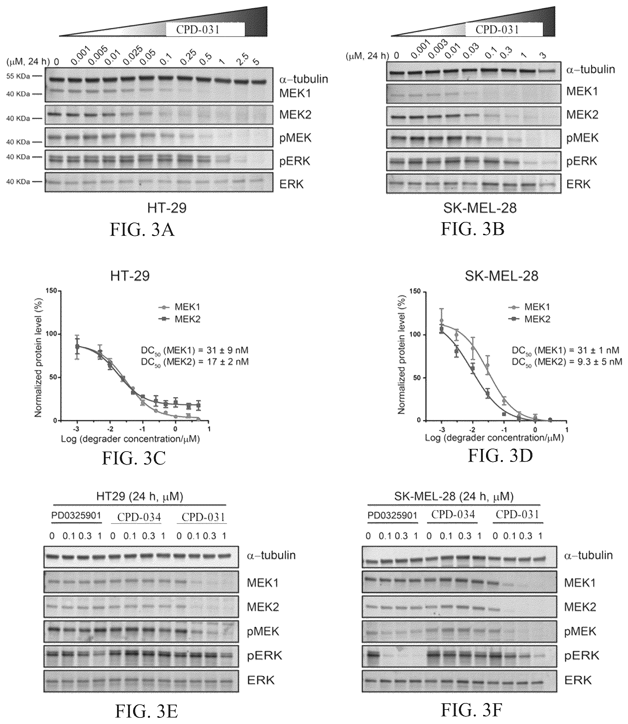 Patent US12103924 Figure 2 – Mitogen-activated protein kinase kinase (MEK) degradation compounds and methods of use