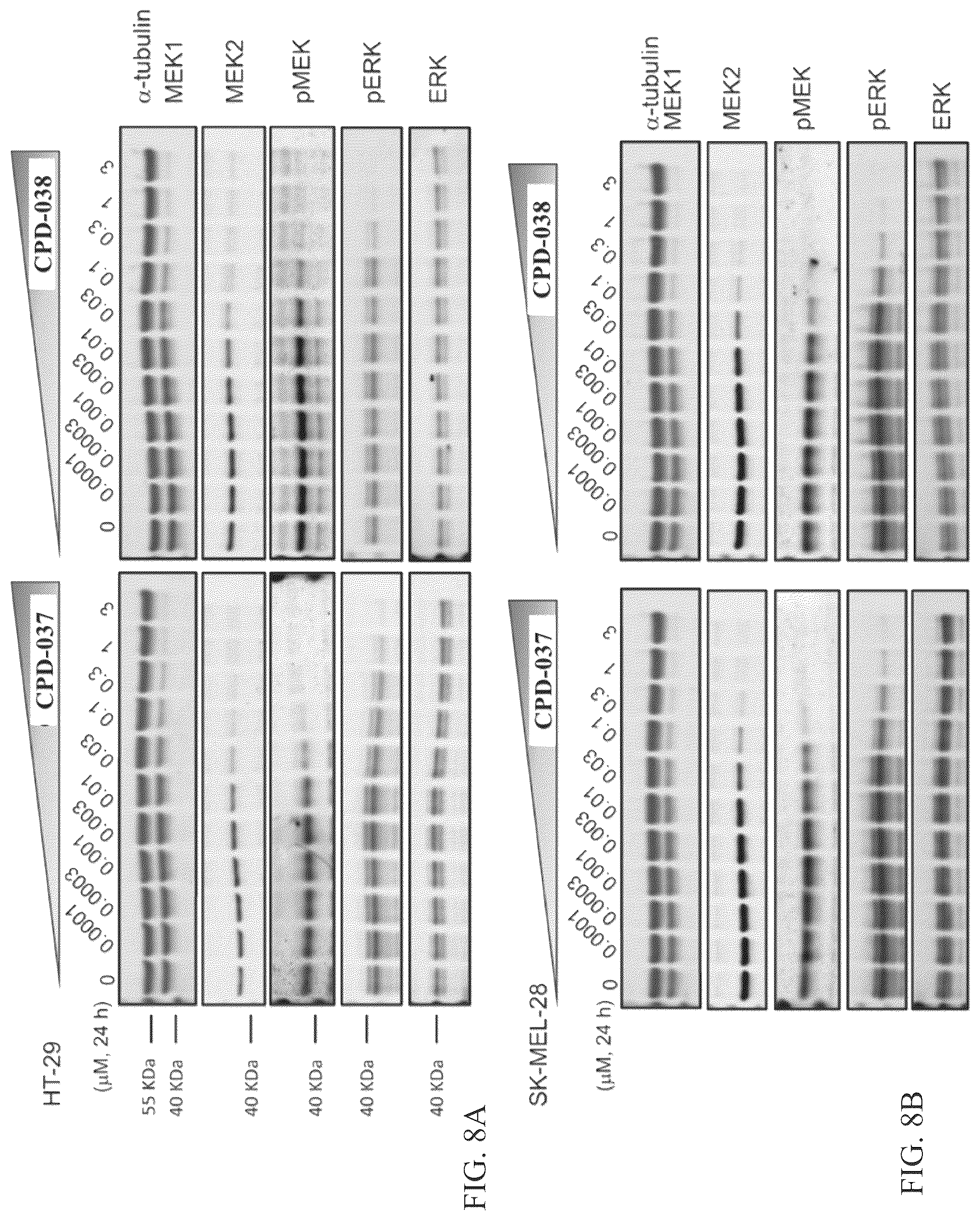 Patent US12103924 Figure 6 – Mitogen-activated protein kinase kinase (MEK) degradation compounds and methods of use