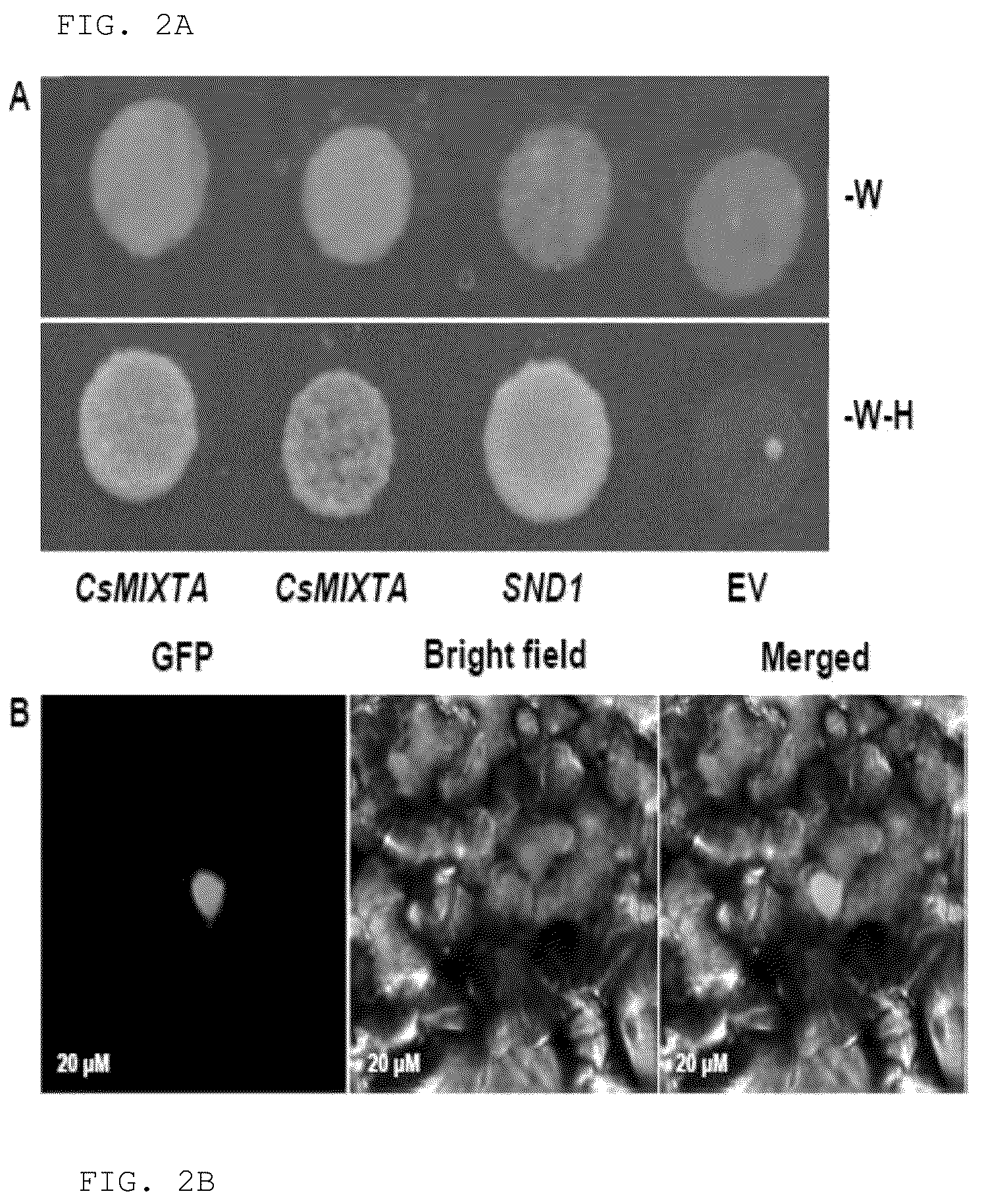 Patent US12103950 Figure 2 – Transgenic plants that overexpress a R2R3-MYB transcription factor gene and methods for producing the same