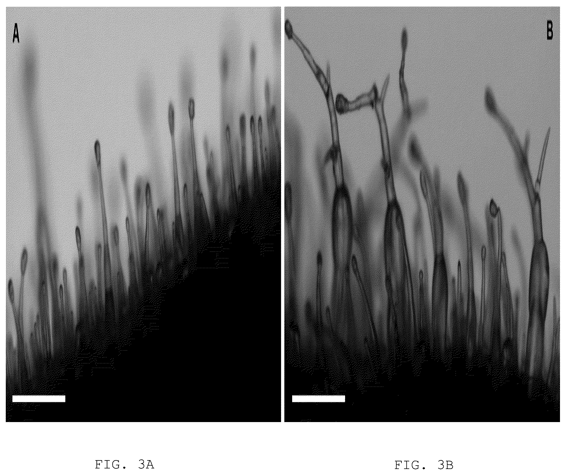 Patent US12103950 Figure 3 – Transgenic plants that overexpress a R2R3-MYB transcription factor gene and methods for producing the same
