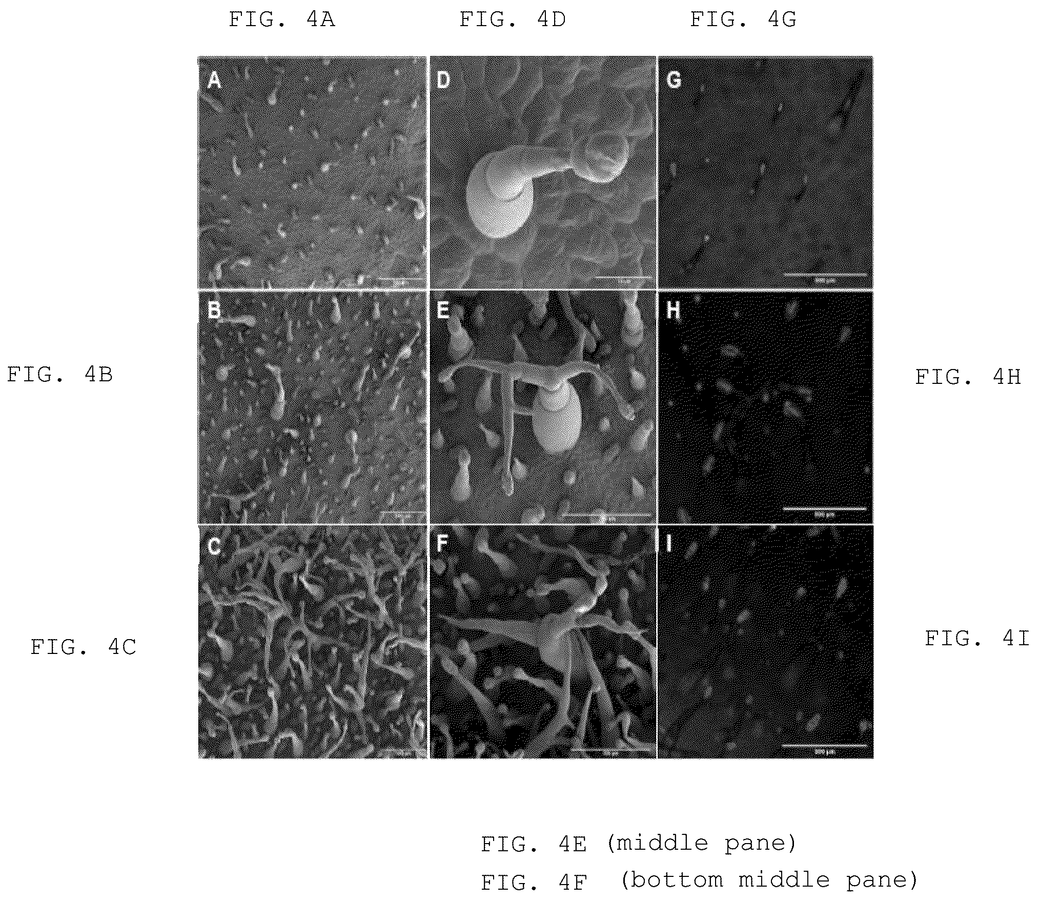 Patent US12103950 Figure 4 – Transgenic plants that overexpress a R2R3-MYB transcription factor gene and methods for producing the same