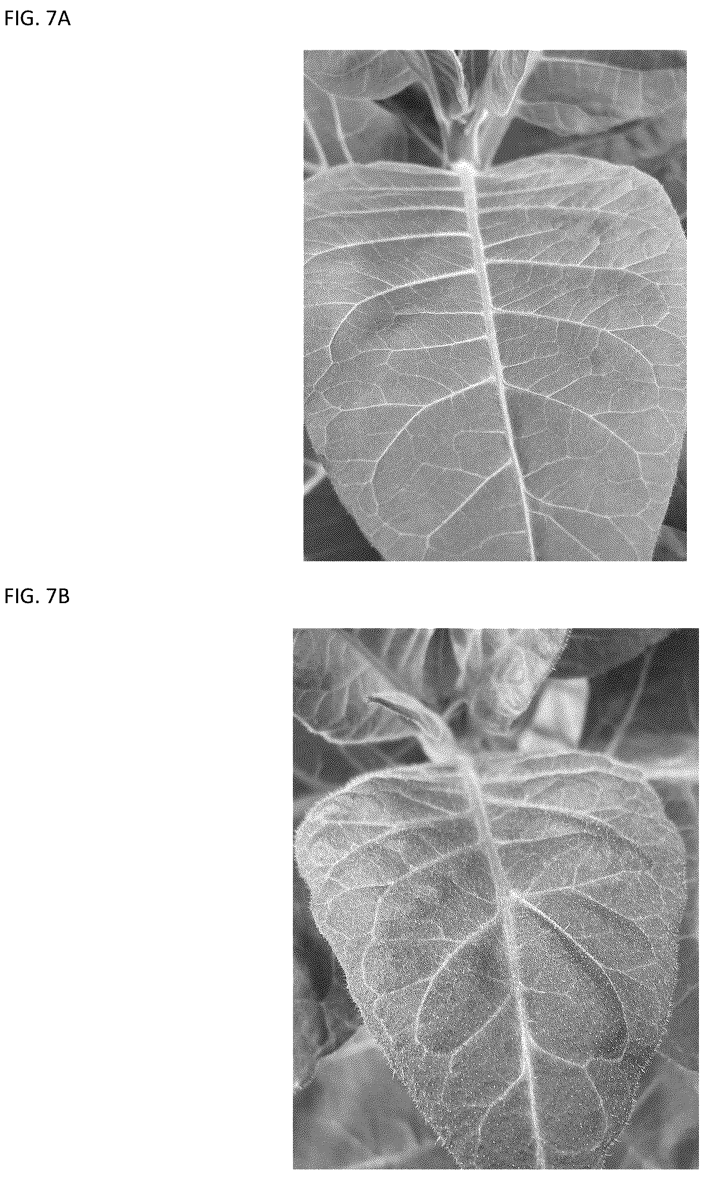 Patent US12103950 Figure 7 – Transgenic plants that overexpress a R2R3-MYB transcription factor gene and methods for producing the same