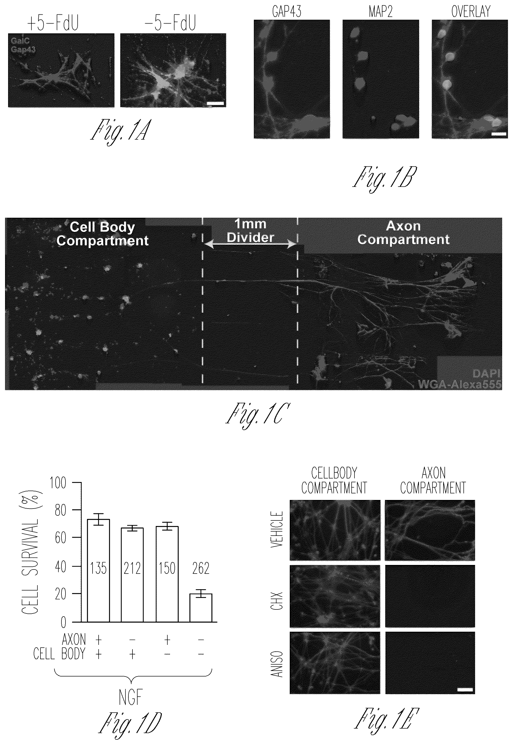 Patent US12103952 Figure 1 – Methods for expressing proteins in axons