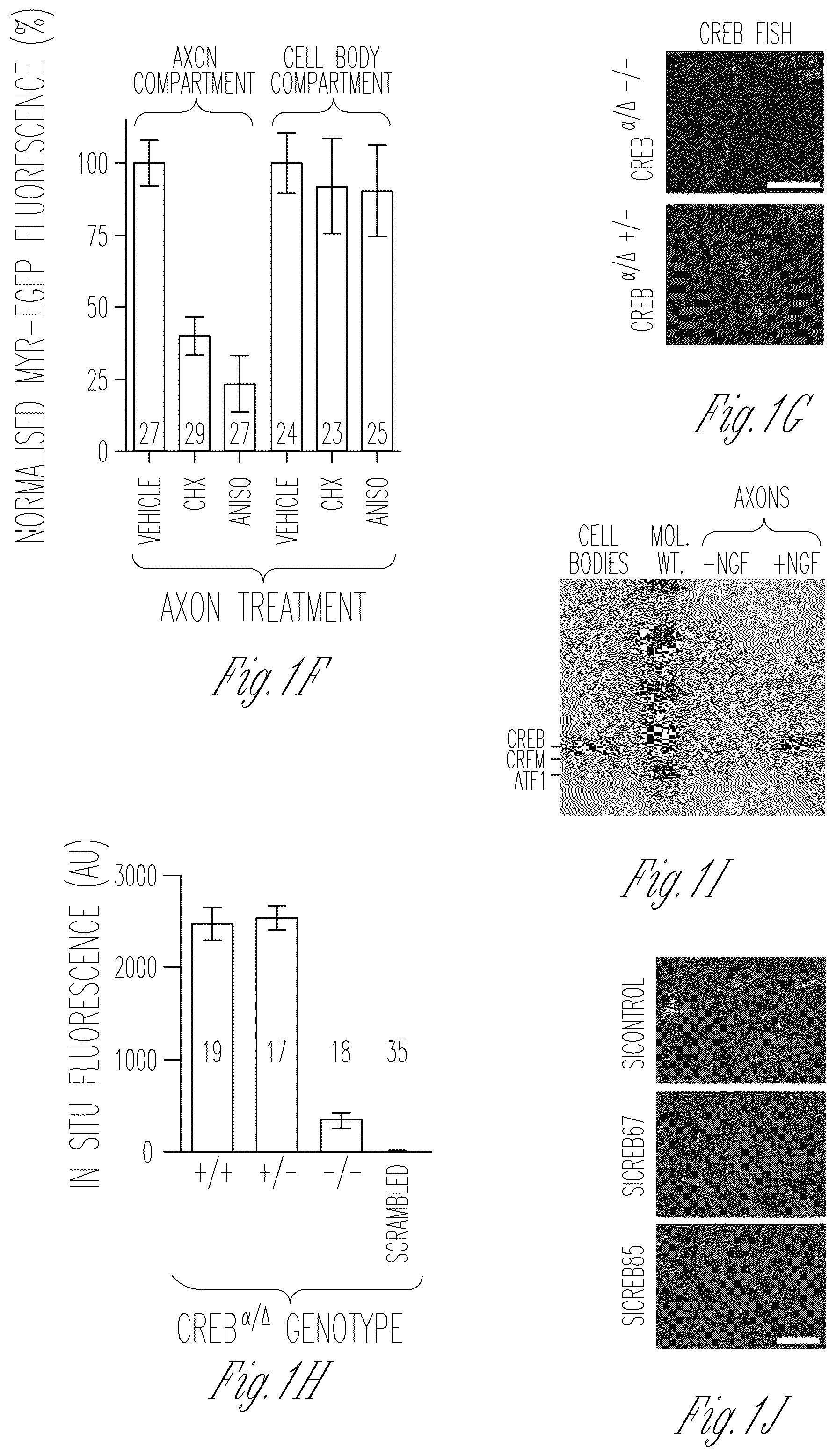 Patent US12103952 Figure 2 – Methods for expressing proteins in axons