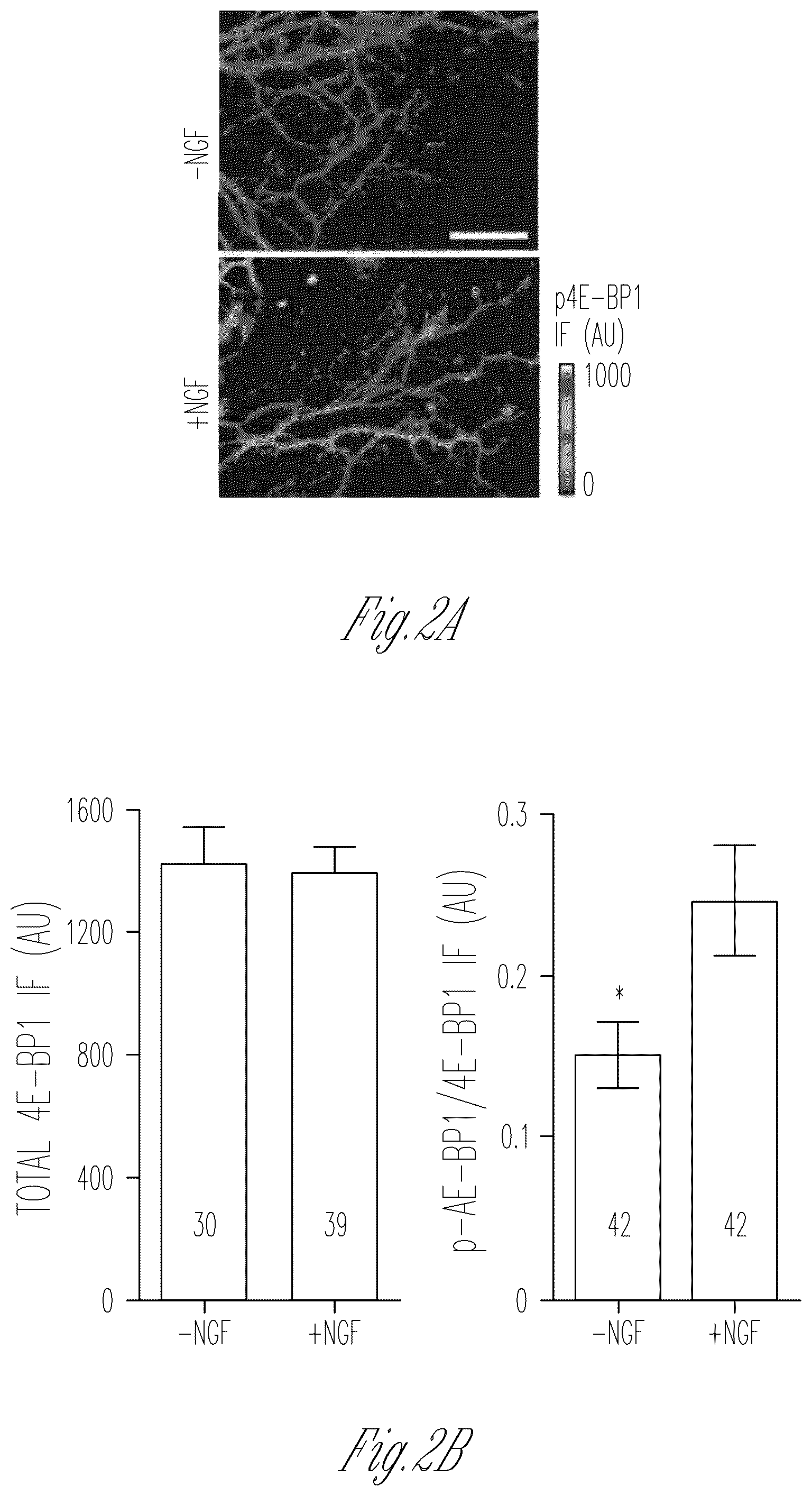 Patent US12103952 Figure 4 – Methods for expressing proteins in axons