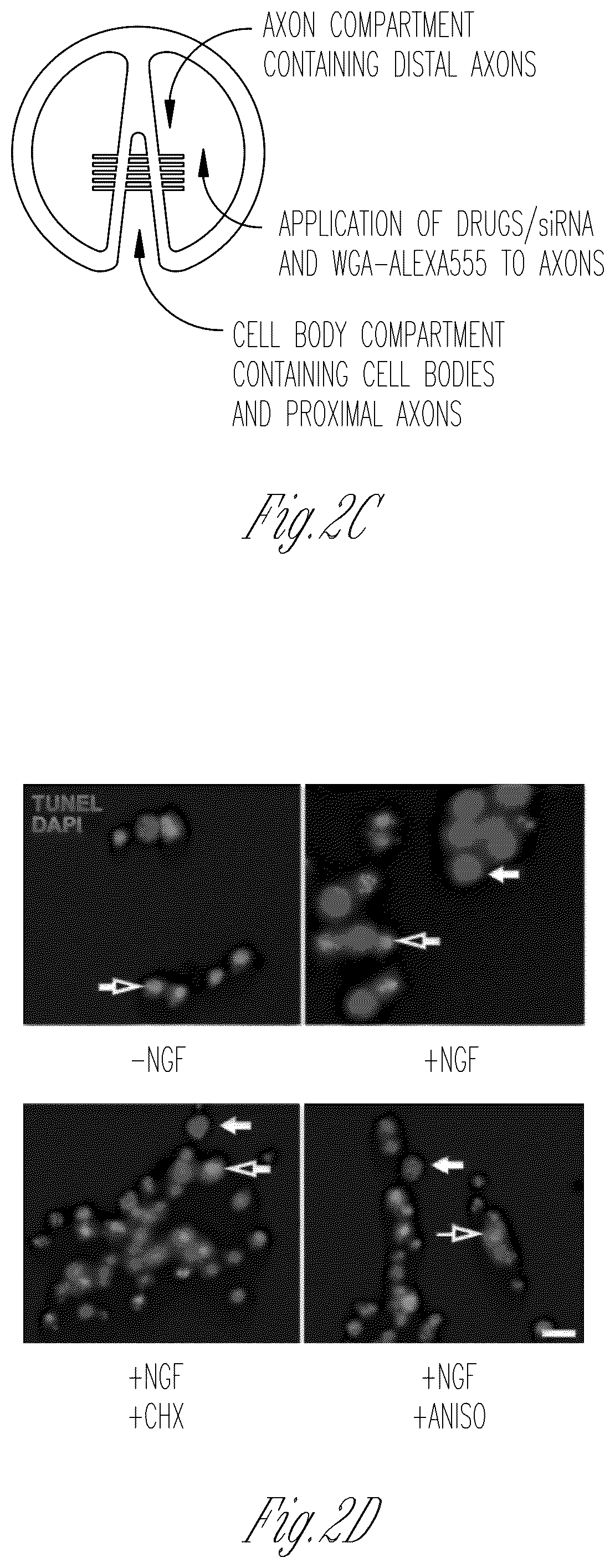 Patent US12103952 Figure 5 – Methods for expressing proteins in axons