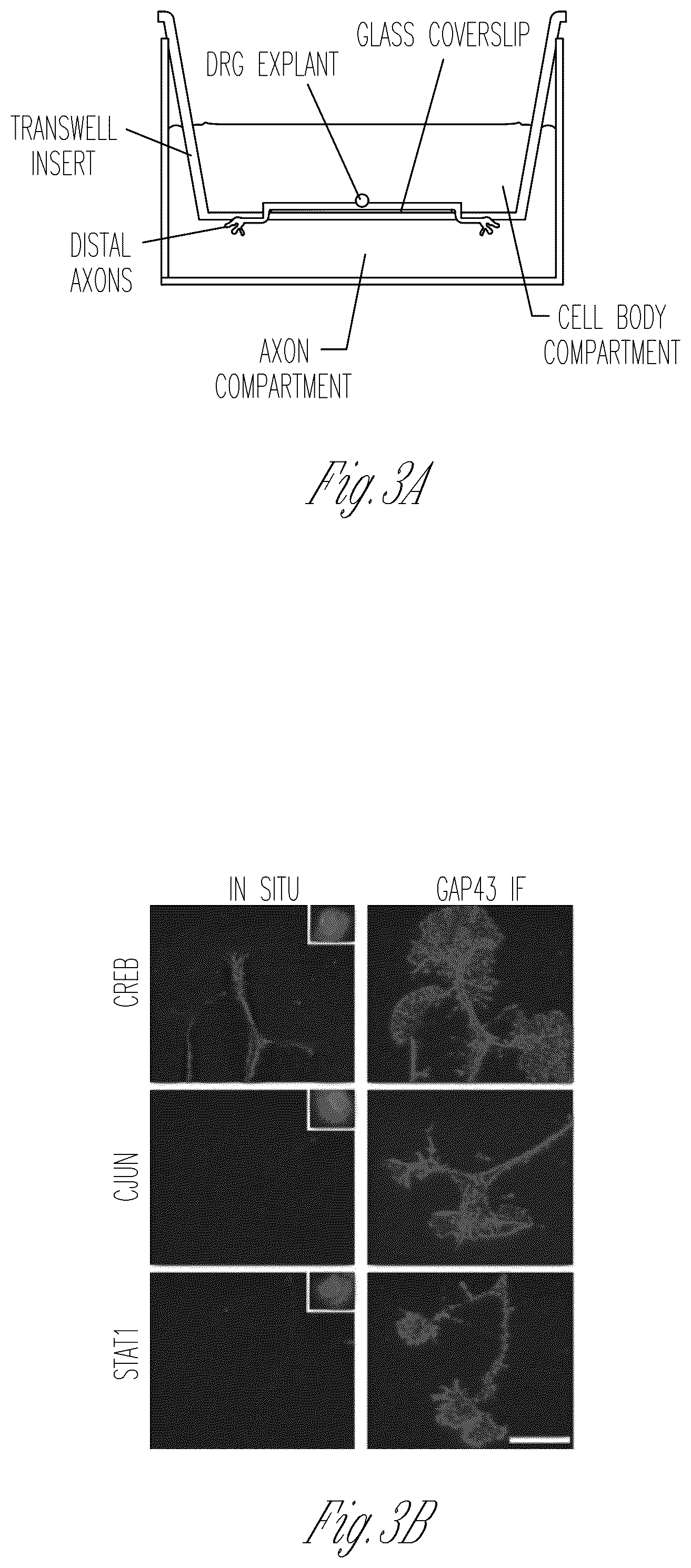 Patent US12103952 Figure 7 – Methods for expressing proteins in axons