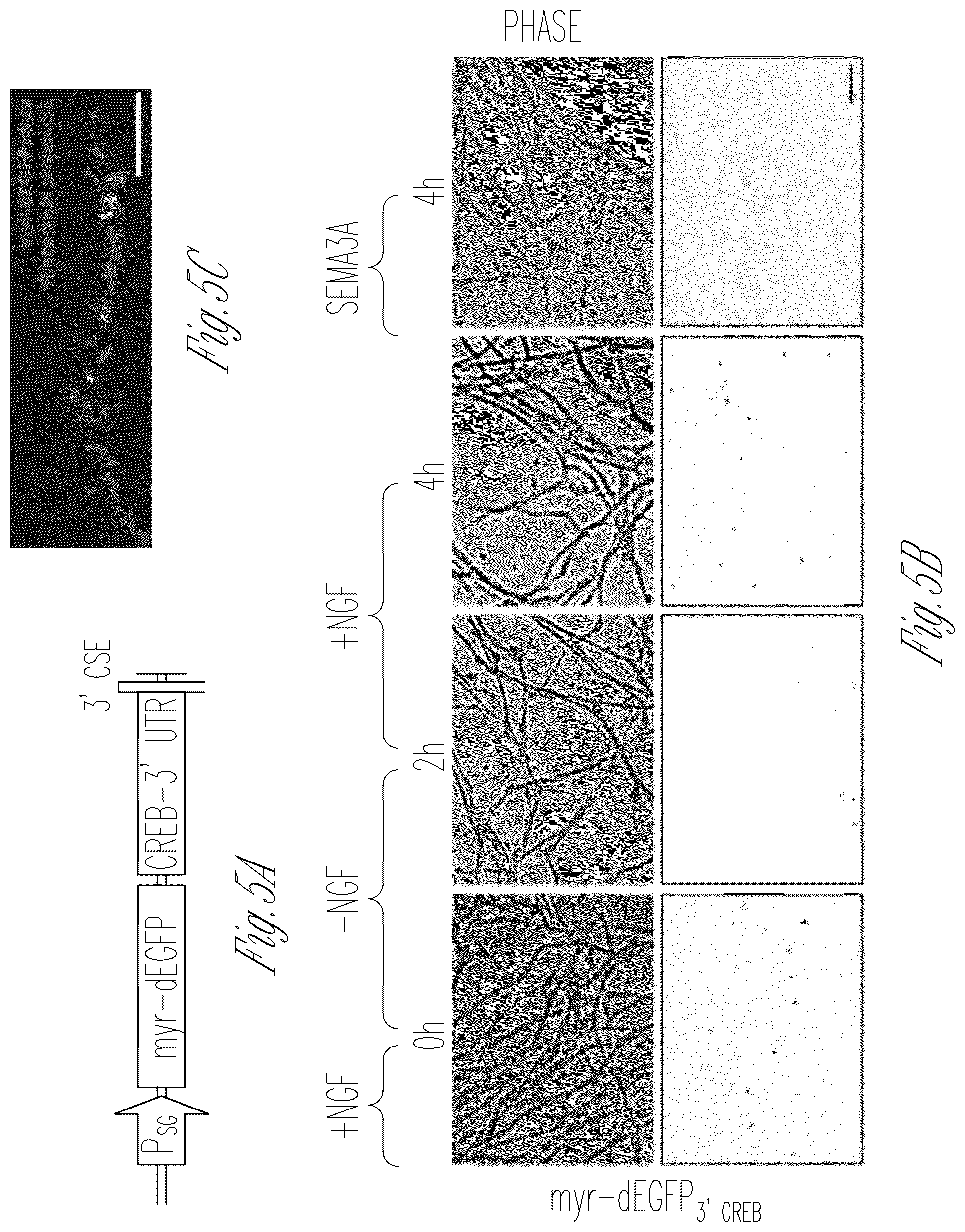 Patent US12103952 Figure 10 – Methods for expressing proteins in axons