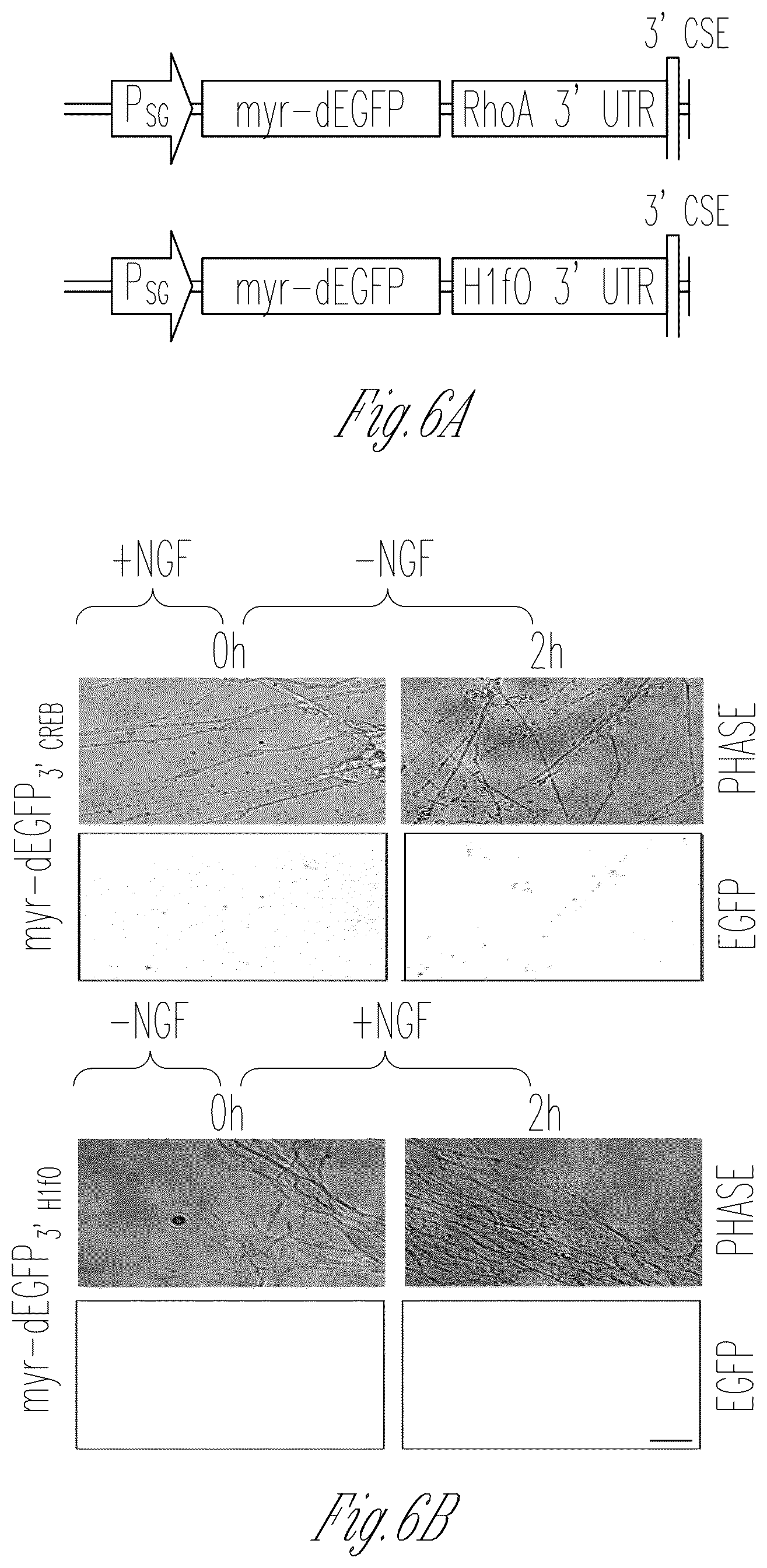 Patent US12103952 Figure 11 – Methods for expressing proteins in axons