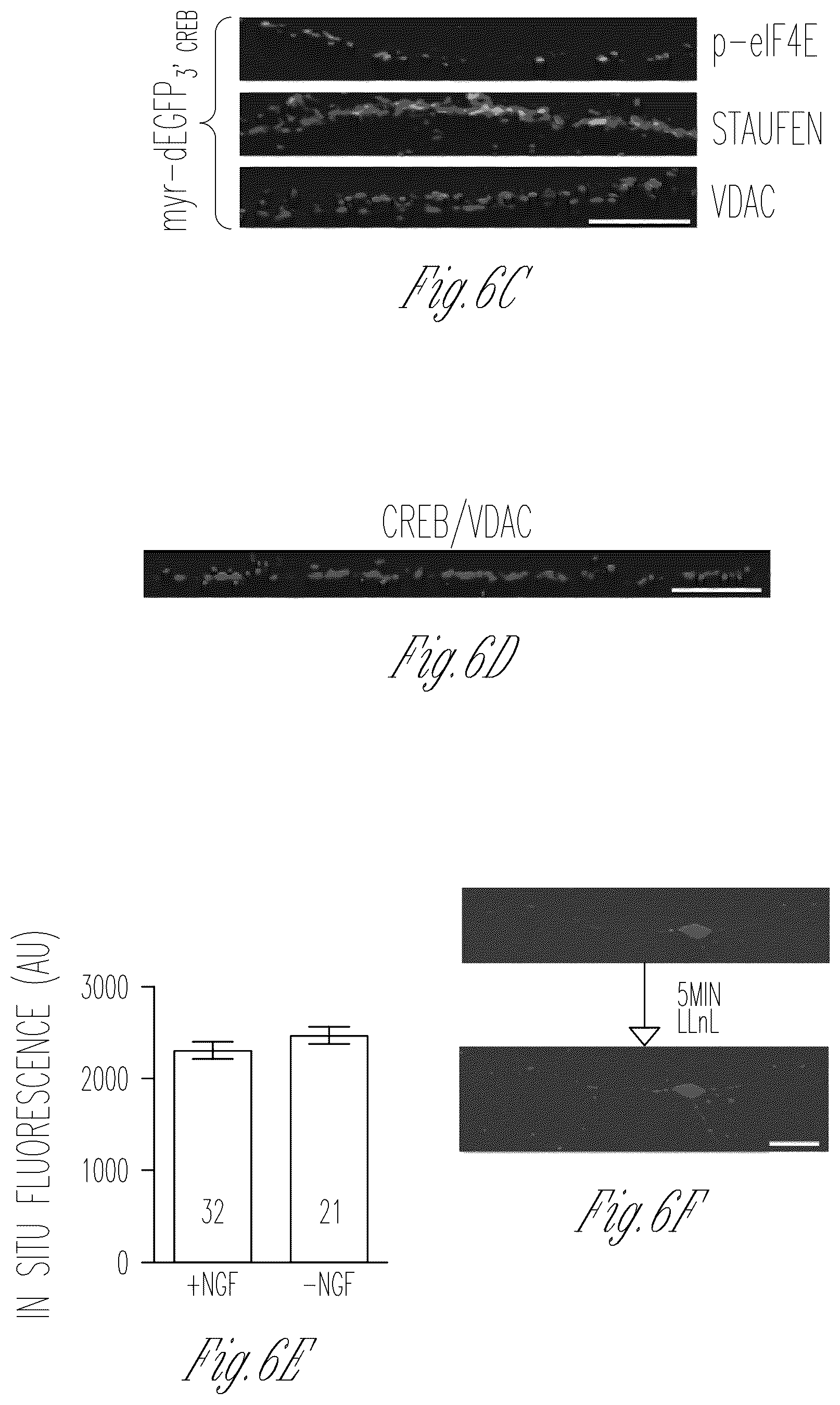 Patent US12103952 Figure 12 – Methods for expressing proteins in axons