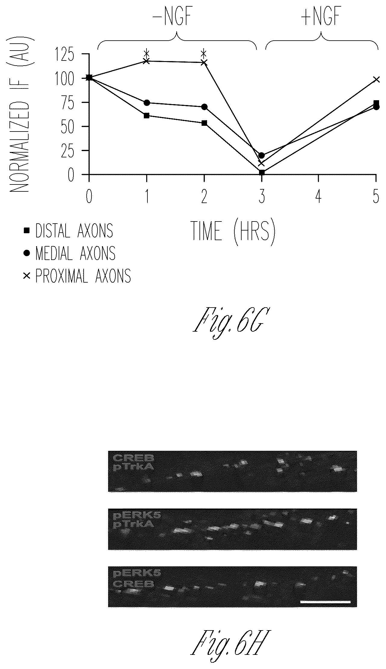 Patent US12103952 Figure 13 – Methods for expressing proteins in axons