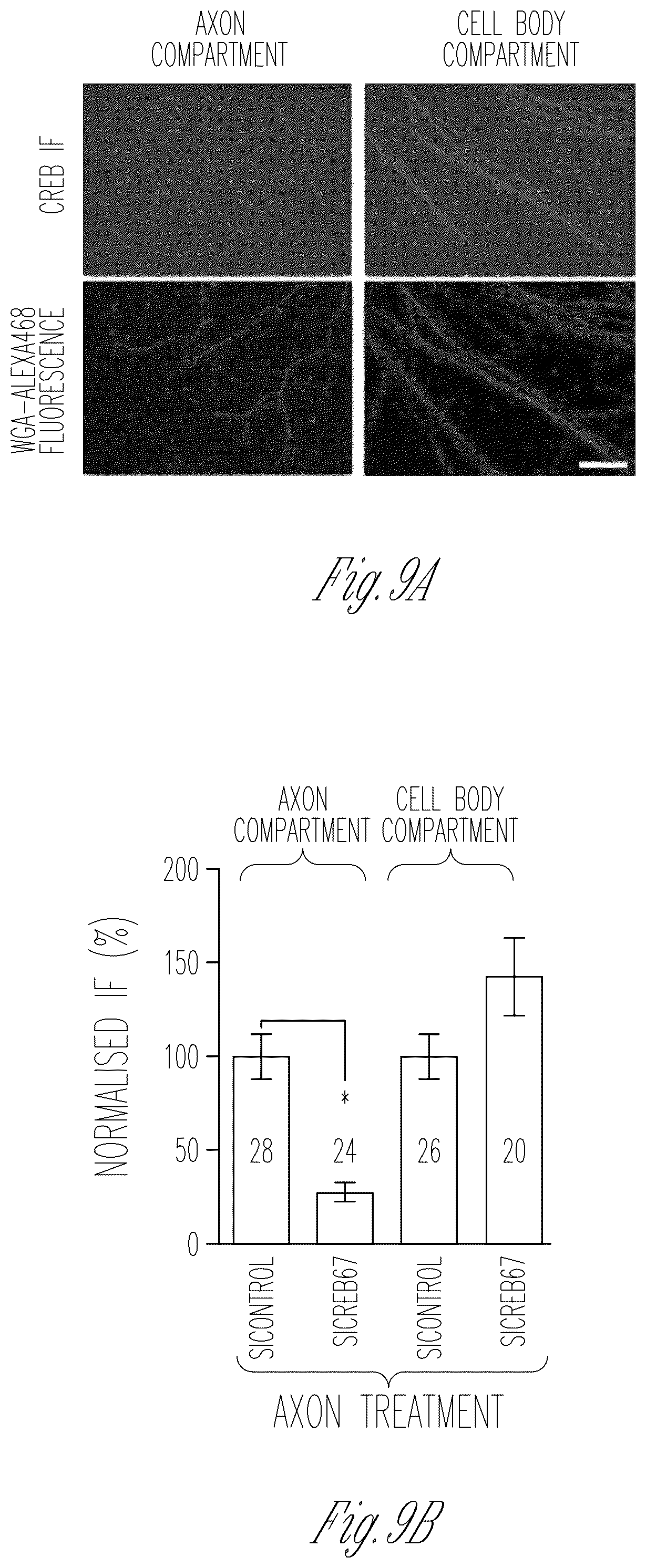 Patent US12103952 Figure 17 – Methods for expressing proteins in axons