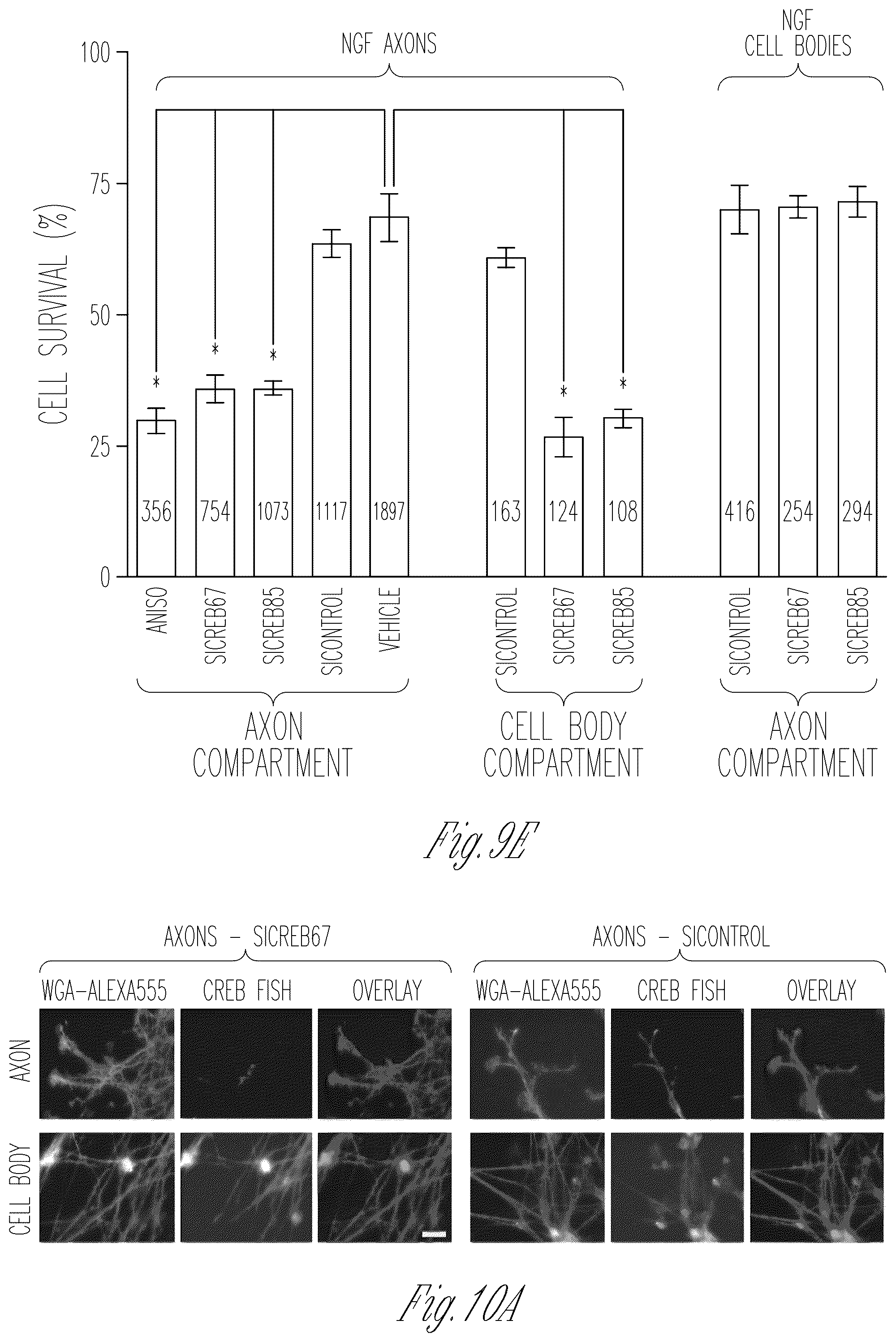 Patent US12103952 Figure 19 – Methods for expressing proteins in axons