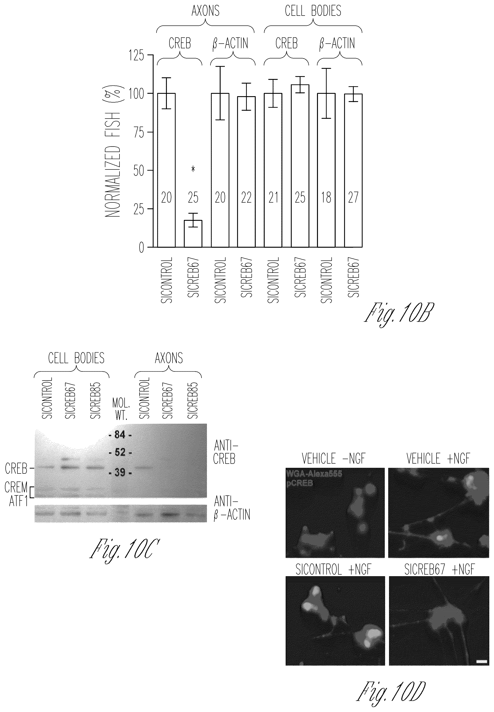 Patent US12103952 Figure 20 – Methods for expressing proteins in axons