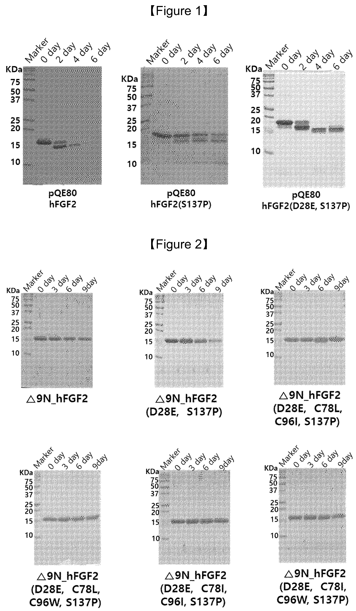 Patent US12103953 Figure 1 – FGF2 polypeptide with improved temperature stability and protease resistance and use thereof