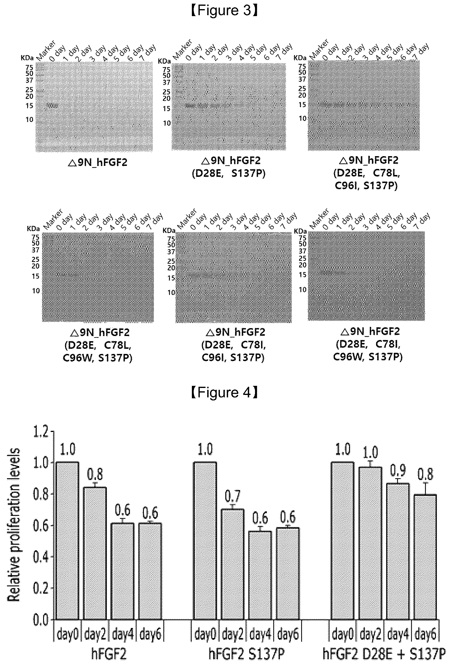 Patent US12103953 Figure 2 – FGF2 polypeptide with improved temperature stability and protease resistance and use thereof