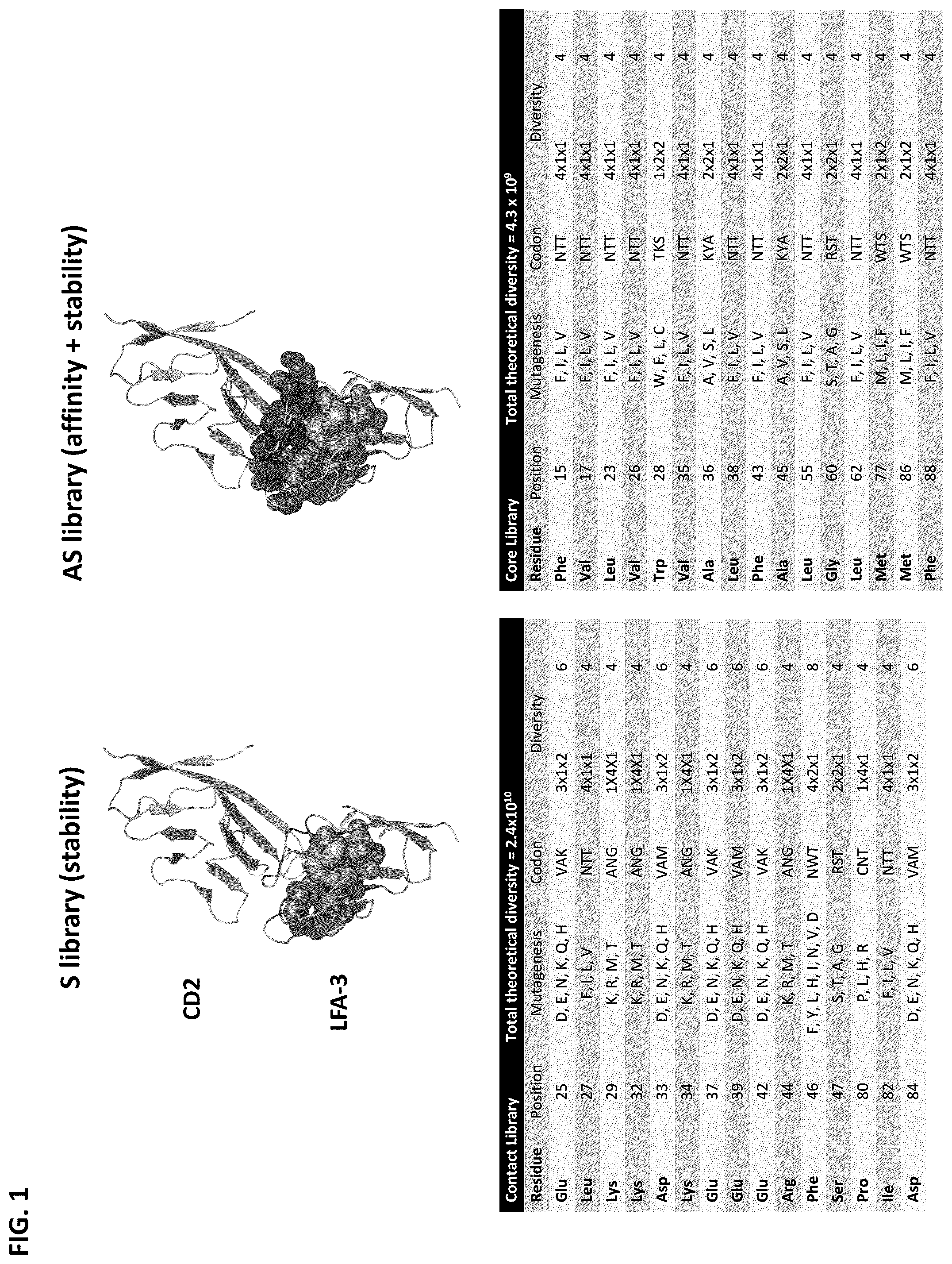 Patent US12103958 Figure 1 – Lymphocyte function-associated antigen 3 (LFA3) variant polypeptides and methods of use thereof to treat CD2-mediated immune diseases, disorders or conditions