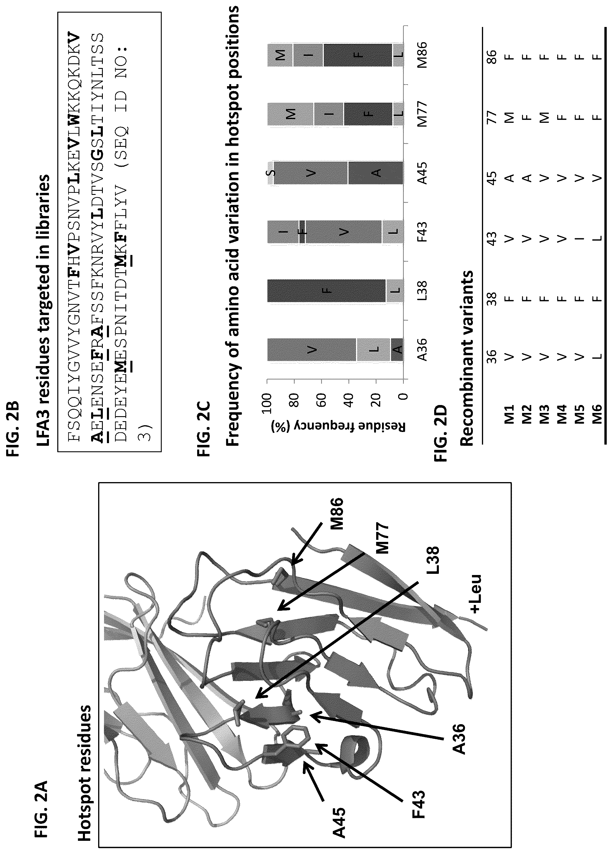 Patent US12103958 Figure 2 – Lymphocyte function-associated antigen 3 (LFA3) variant polypeptides and methods of use thereof to treat CD2-mediated immune diseases, disorders or conditions