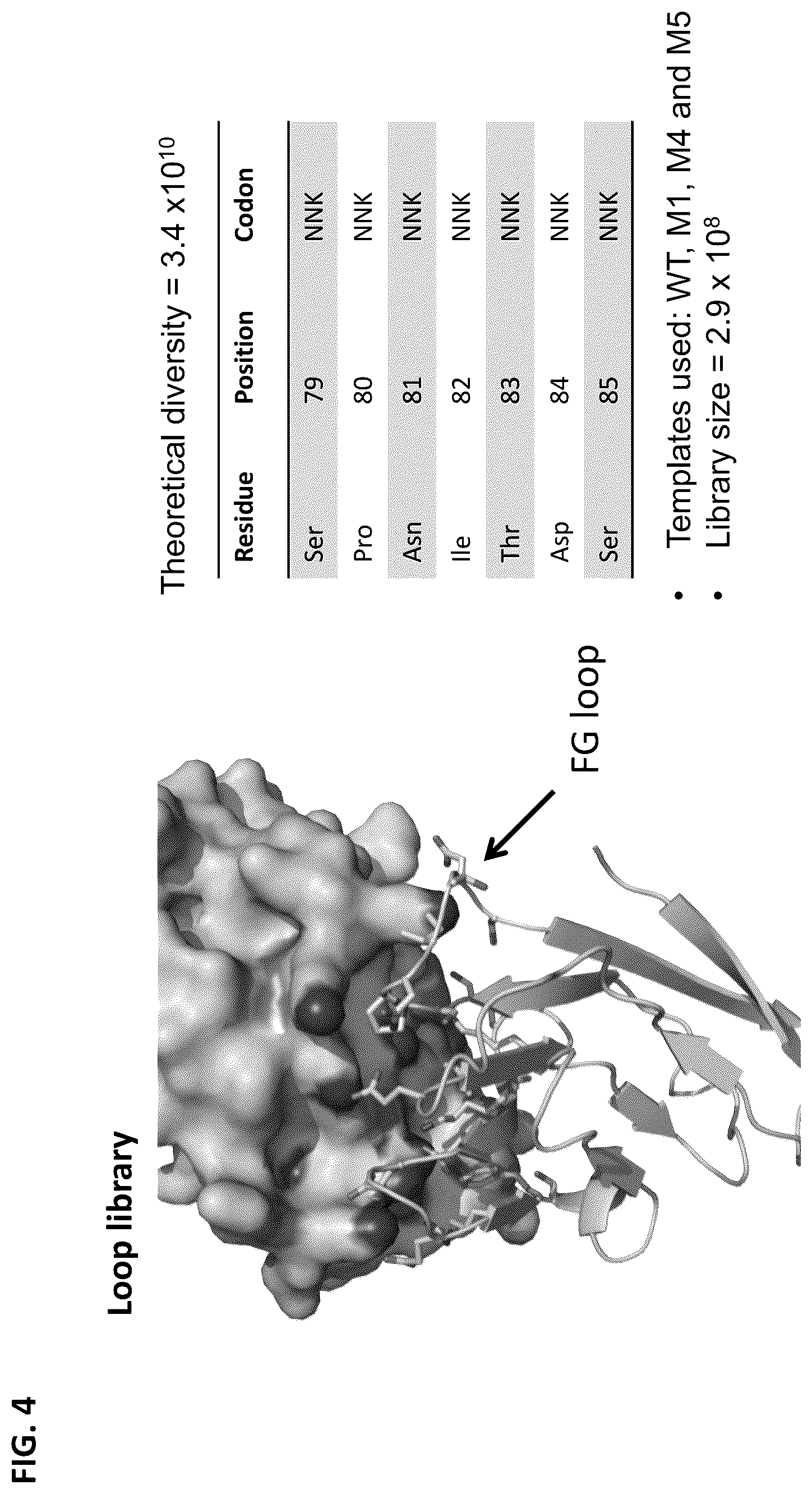Patent US12103958 Figure 7 – Lymphocyte function-associated antigen 3 (LFA3) variant polypeptides and methods of use thereof to treat CD2-mediated immune diseases, disorders or conditions