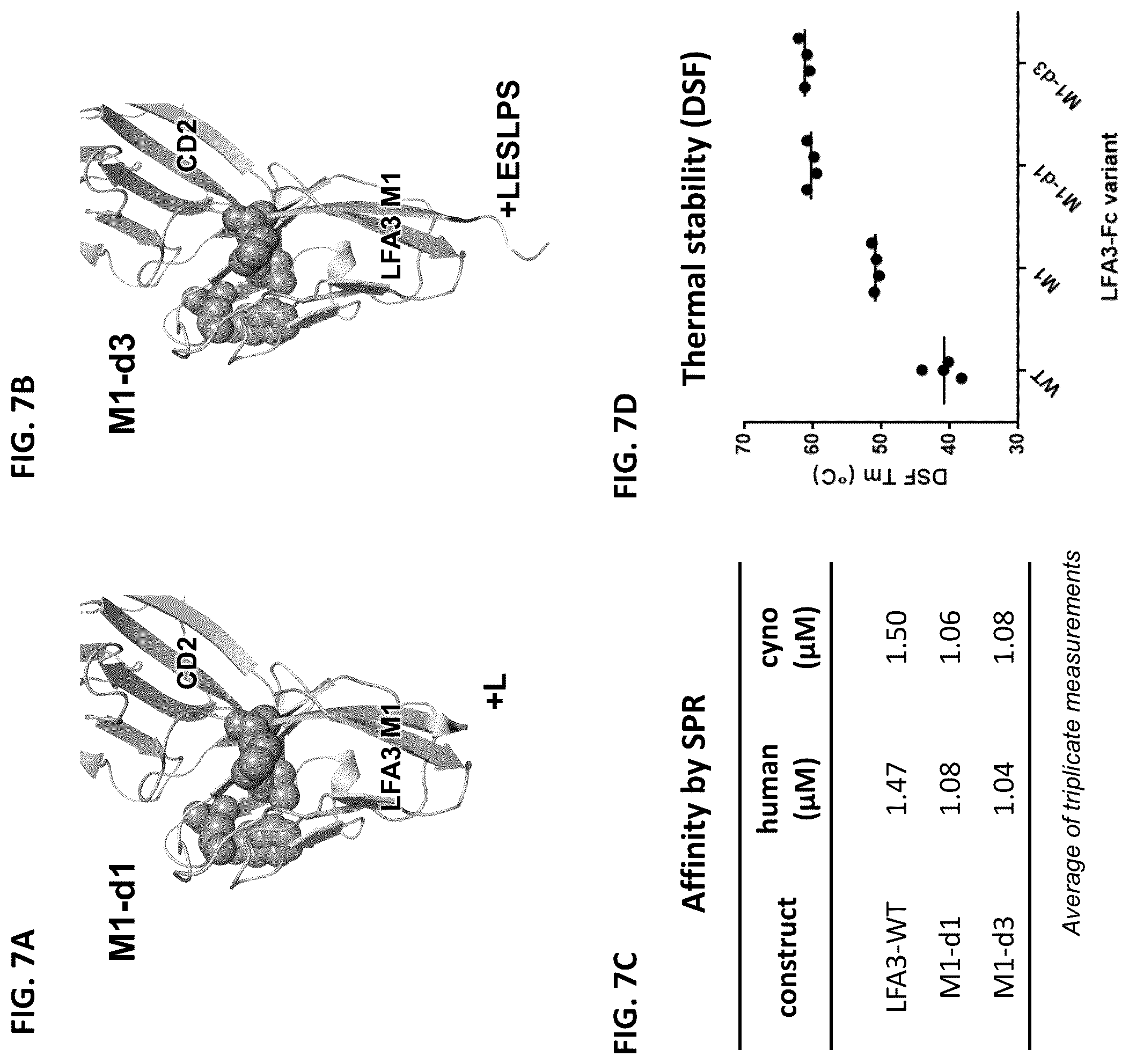 Patent US12103958 Figure 11 – Lymphocyte function-associated antigen 3 (LFA3) variant polypeptides and methods of use thereof to treat CD2-mediated immune diseases, disorders or conditions