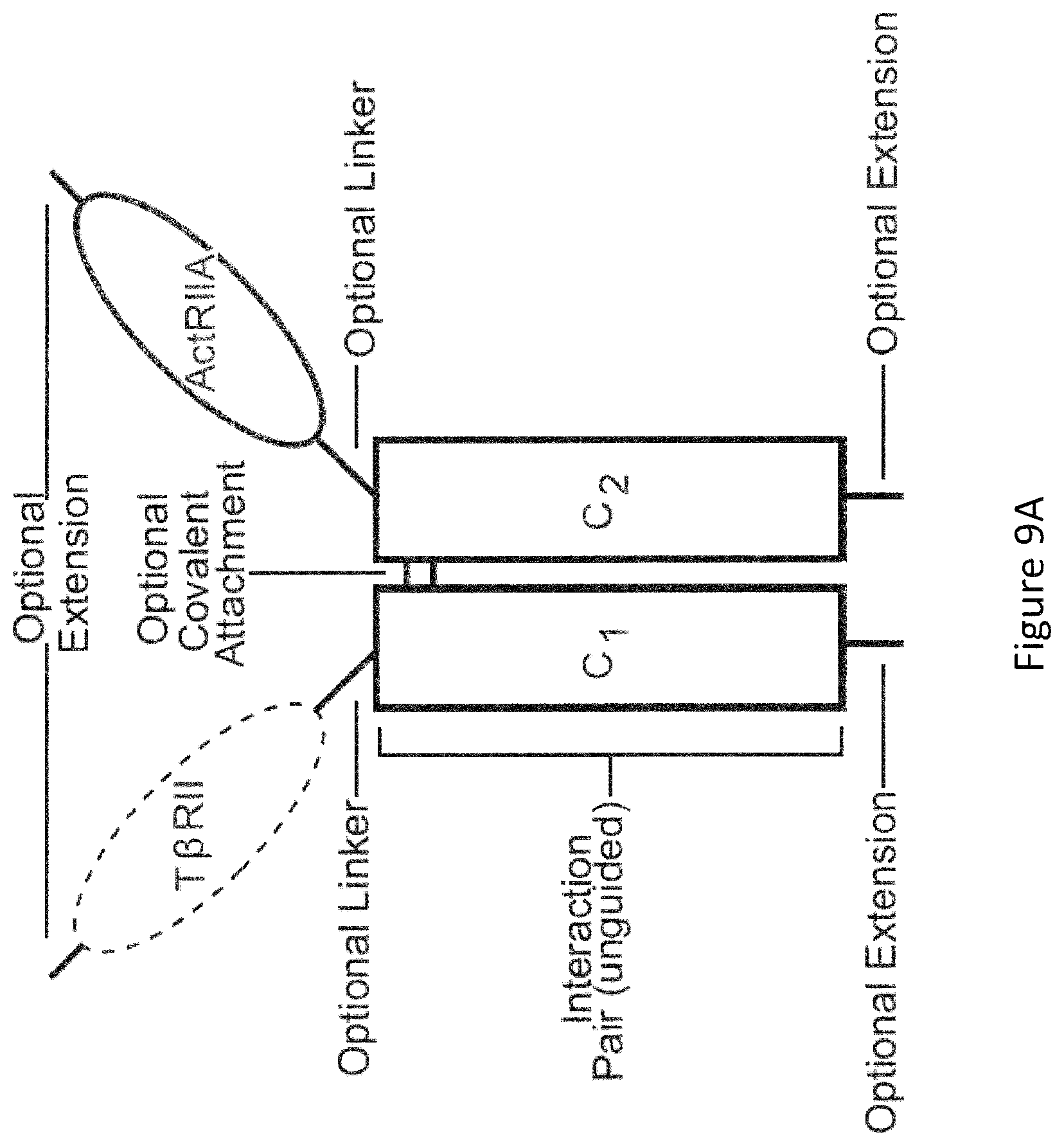 Patent US12103959 Figure 15 – Multispecific binders of TGFBeta-superfamily ligands and uses thereof