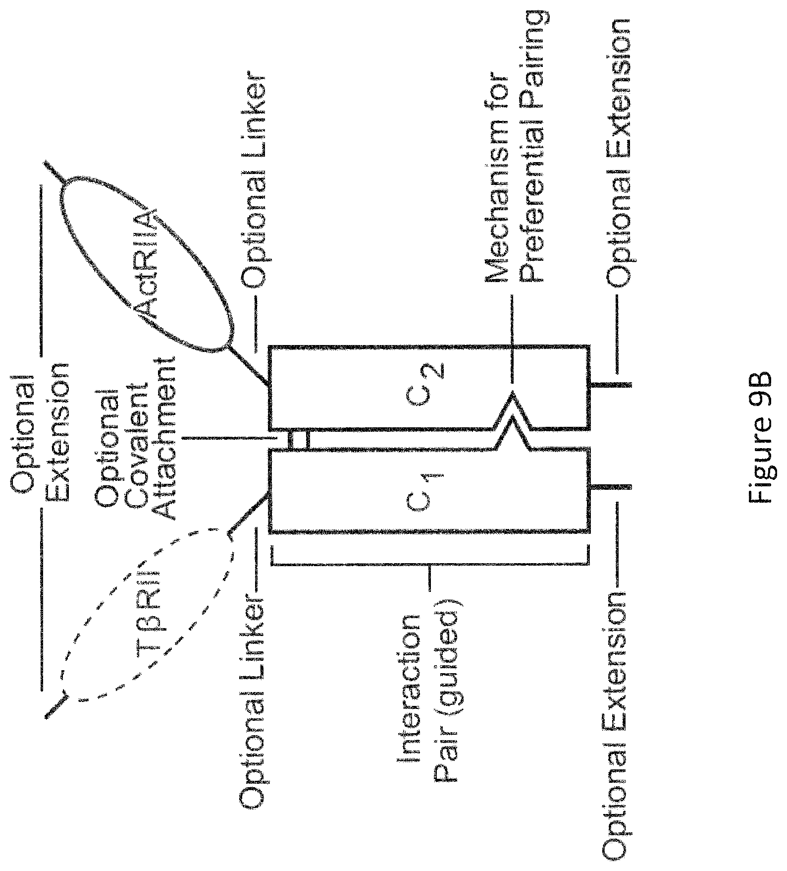 Patent US12103959 Figure 16 – Multispecific binders of TGFBeta-superfamily ligands and uses thereof