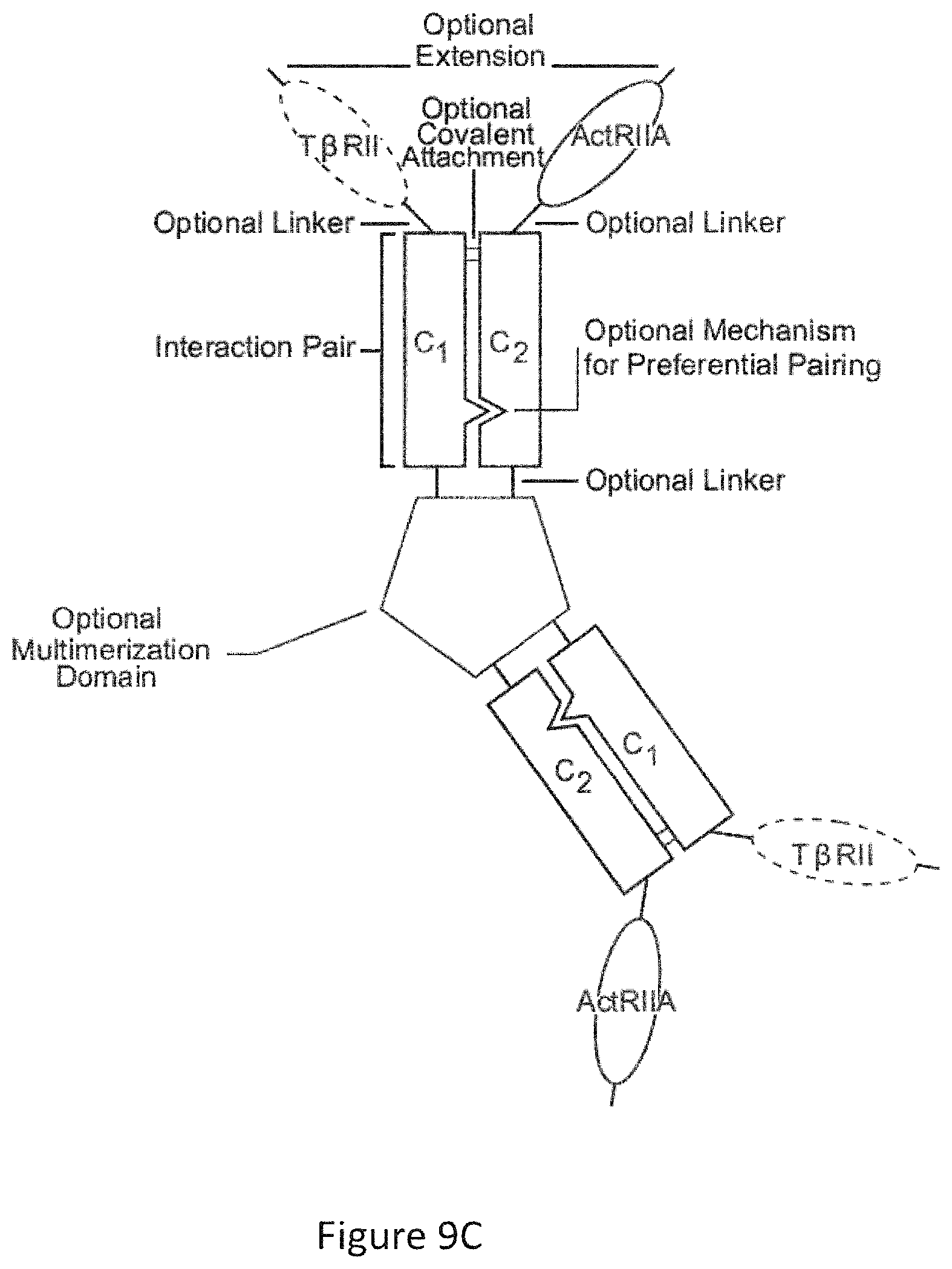 Patent US12103959 Figure 17 – Multispecific binders of TGFBeta-superfamily ligands and uses thereof