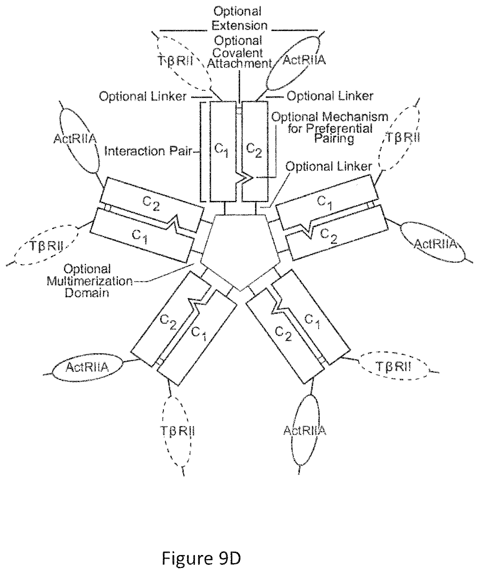 Patent US12103959 Figure 18 – Multispecific binders of TGFBeta-superfamily ligands and uses thereof