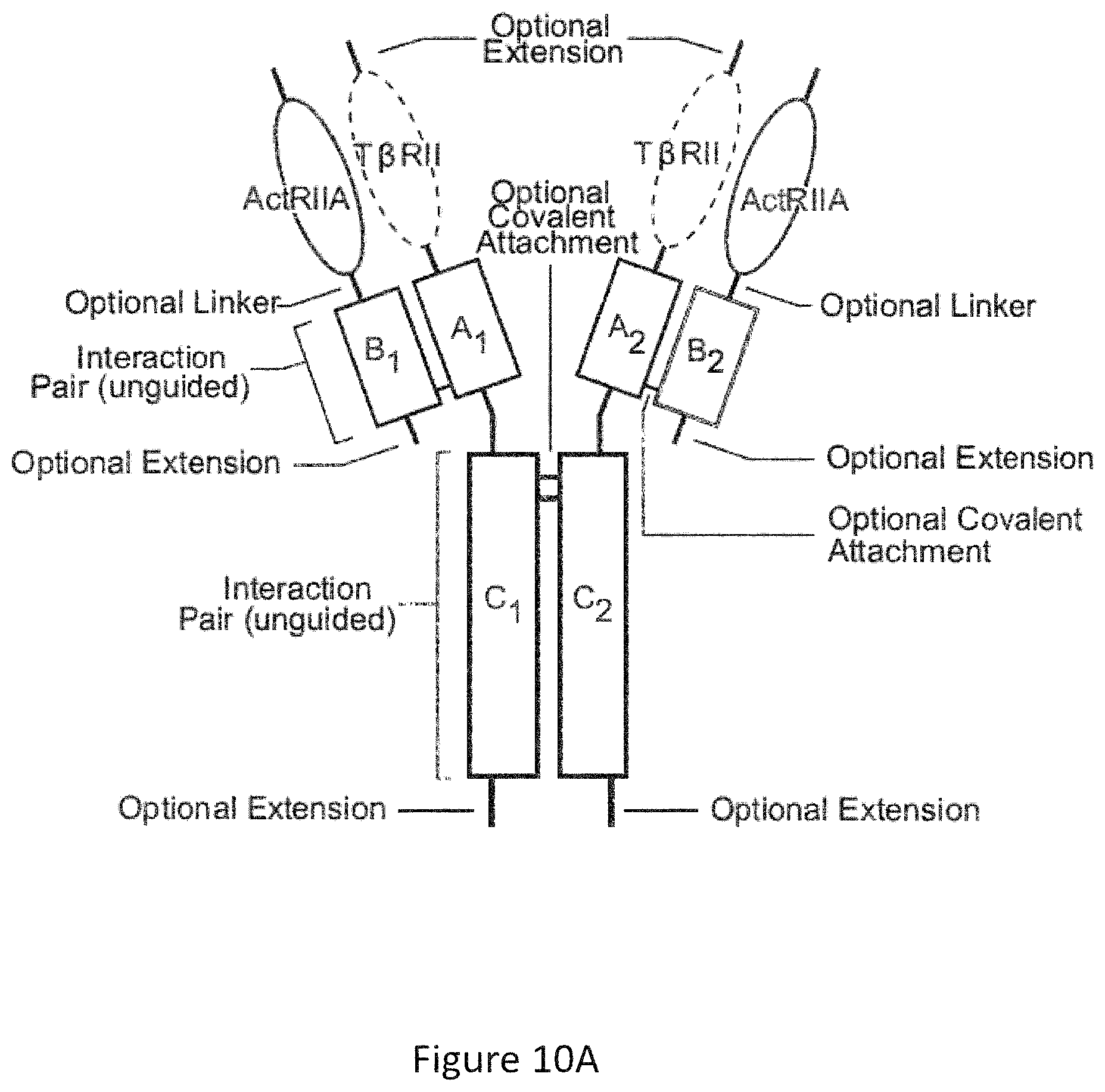 Patent US12103959 Figure 19 – Multispecific binders of TGFBeta-superfamily ligands and uses thereof