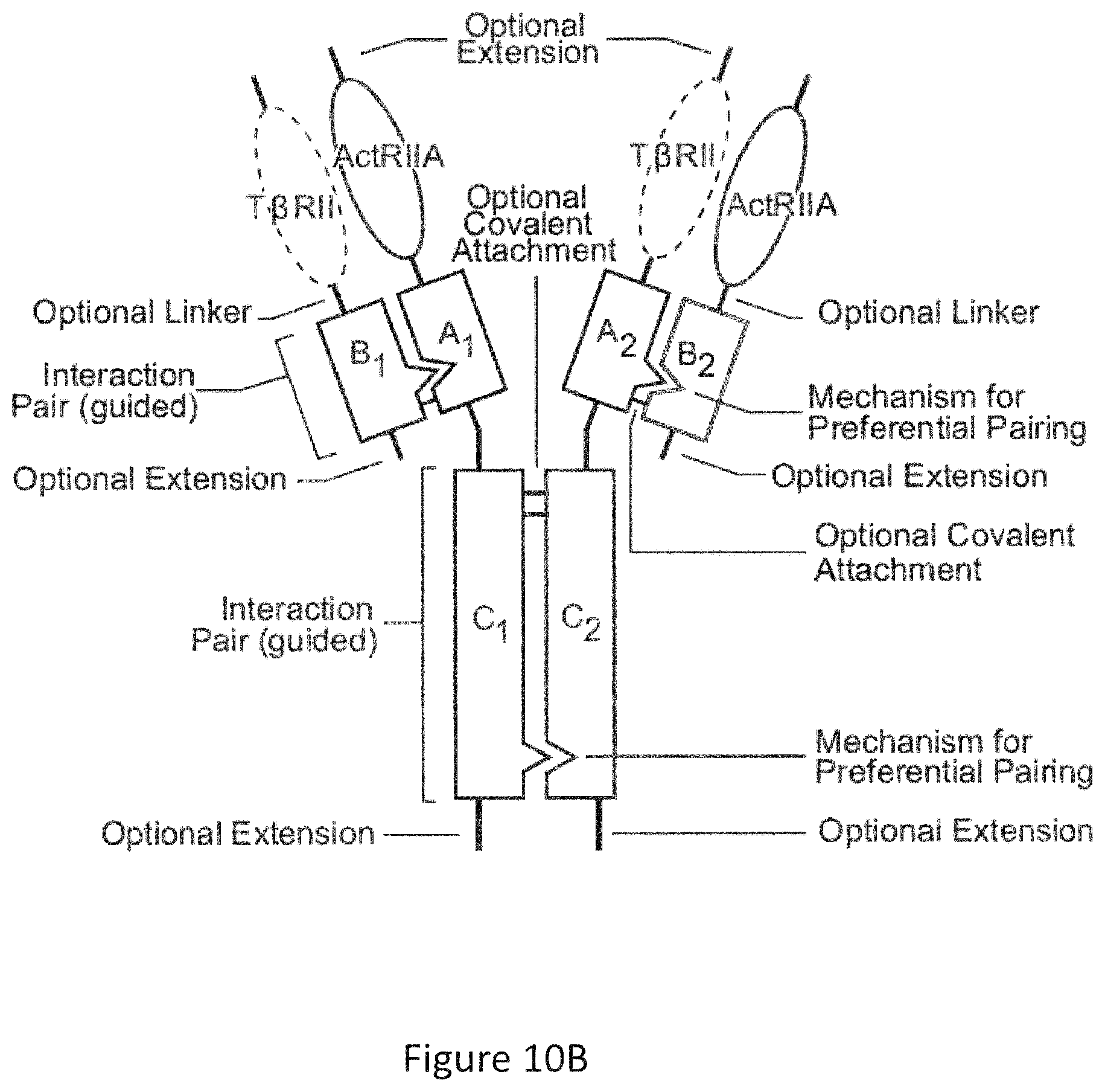 Patent US12103959 Figure 20 – Multispecific binders of TGFBeta-superfamily ligands and uses thereof
