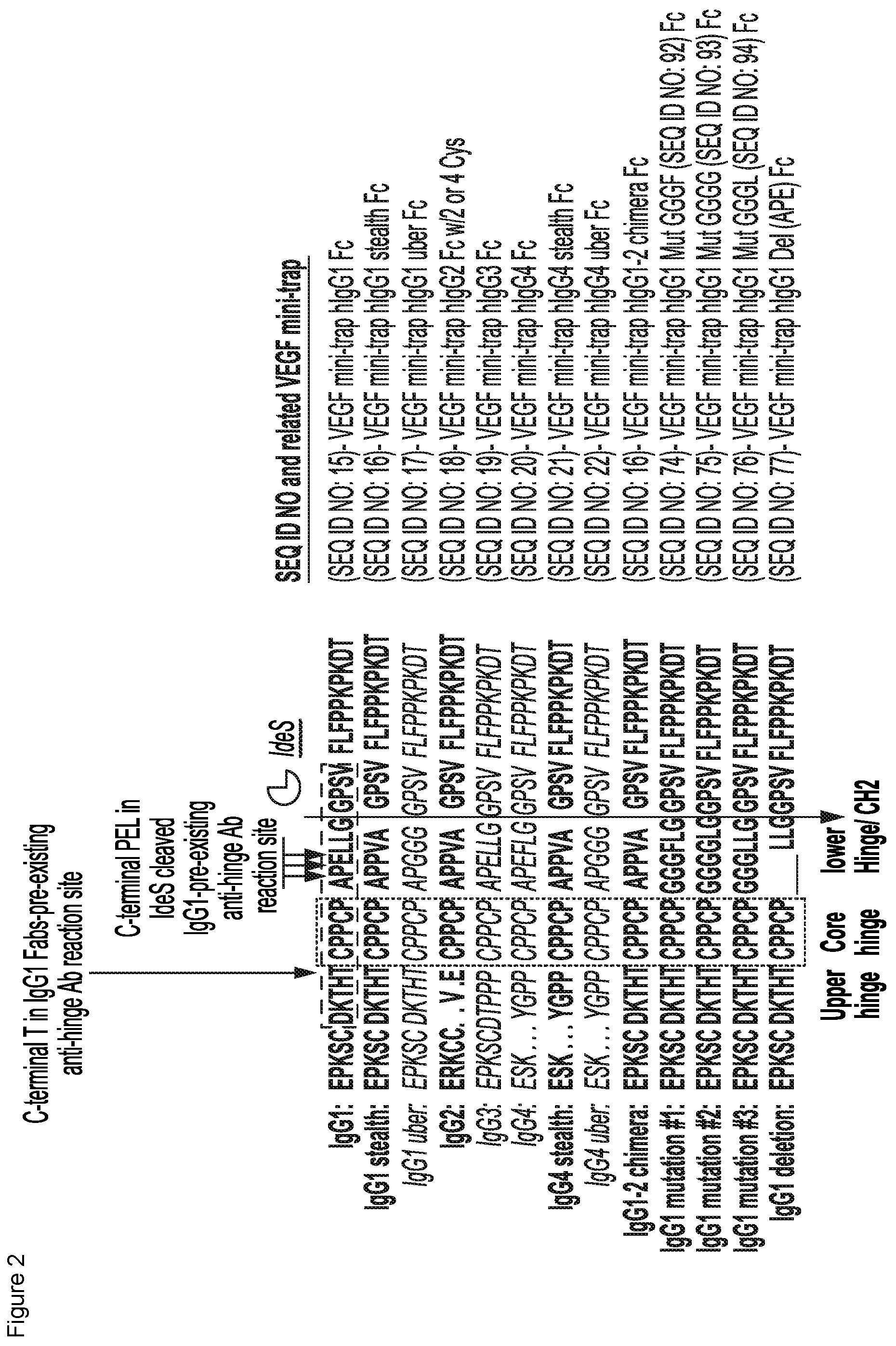 Patent US12103960 Figure 2 – VEGF traps and mini-traps and methods for treating ocular disorders and cancer