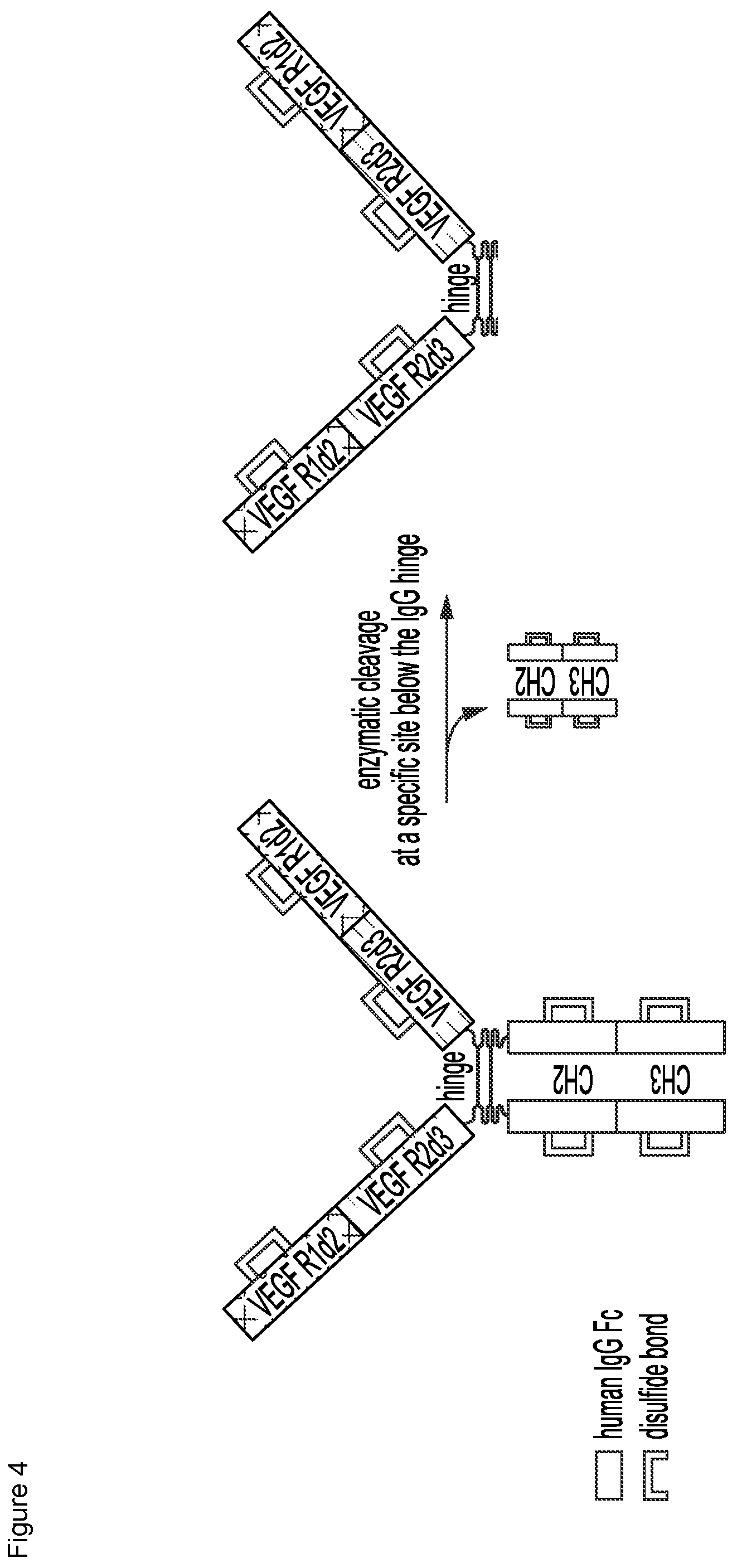 Patent US12103960 Figure 6 – VEGF traps and mini-traps and methods for treating ocular disorders and cancer