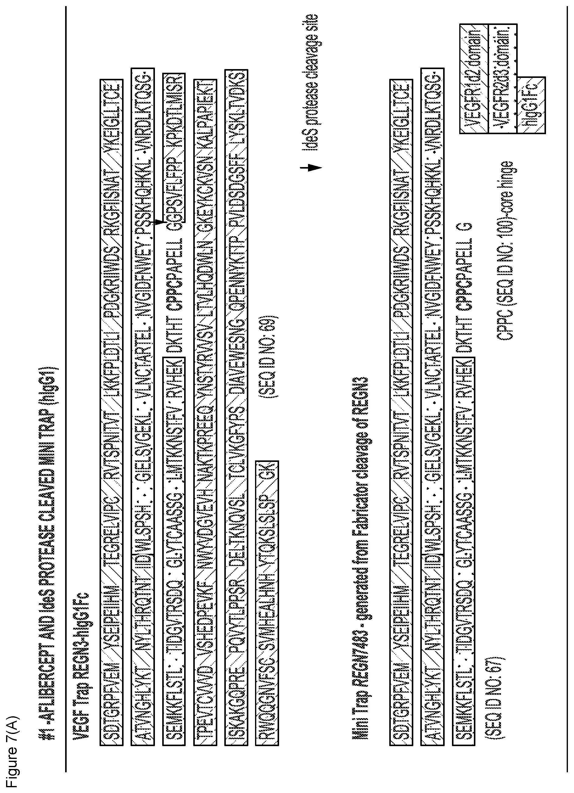 Patent US12103960 Figure 11 – VEGF traps and mini-traps and methods for treating ocular disorders and cancer