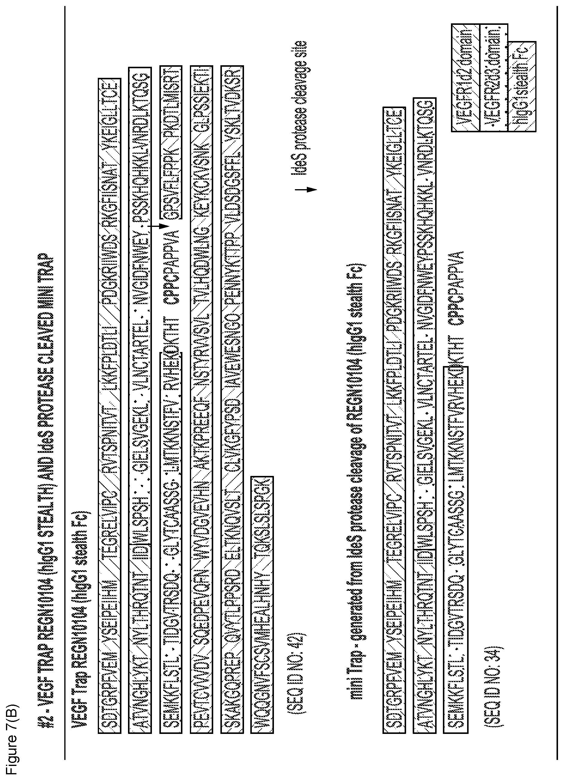 Patent US12103960 Figure 12 – VEGF traps and mini-traps and methods for treating ocular disorders and cancer