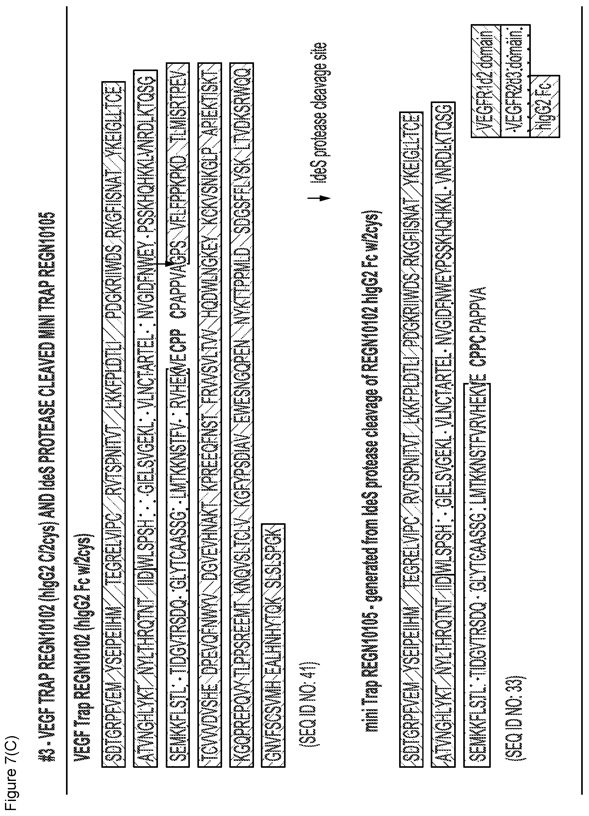 Patent US12103960 Figure 13 – VEGF traps and mini-traps and methods for treating ocular disorders and cancer