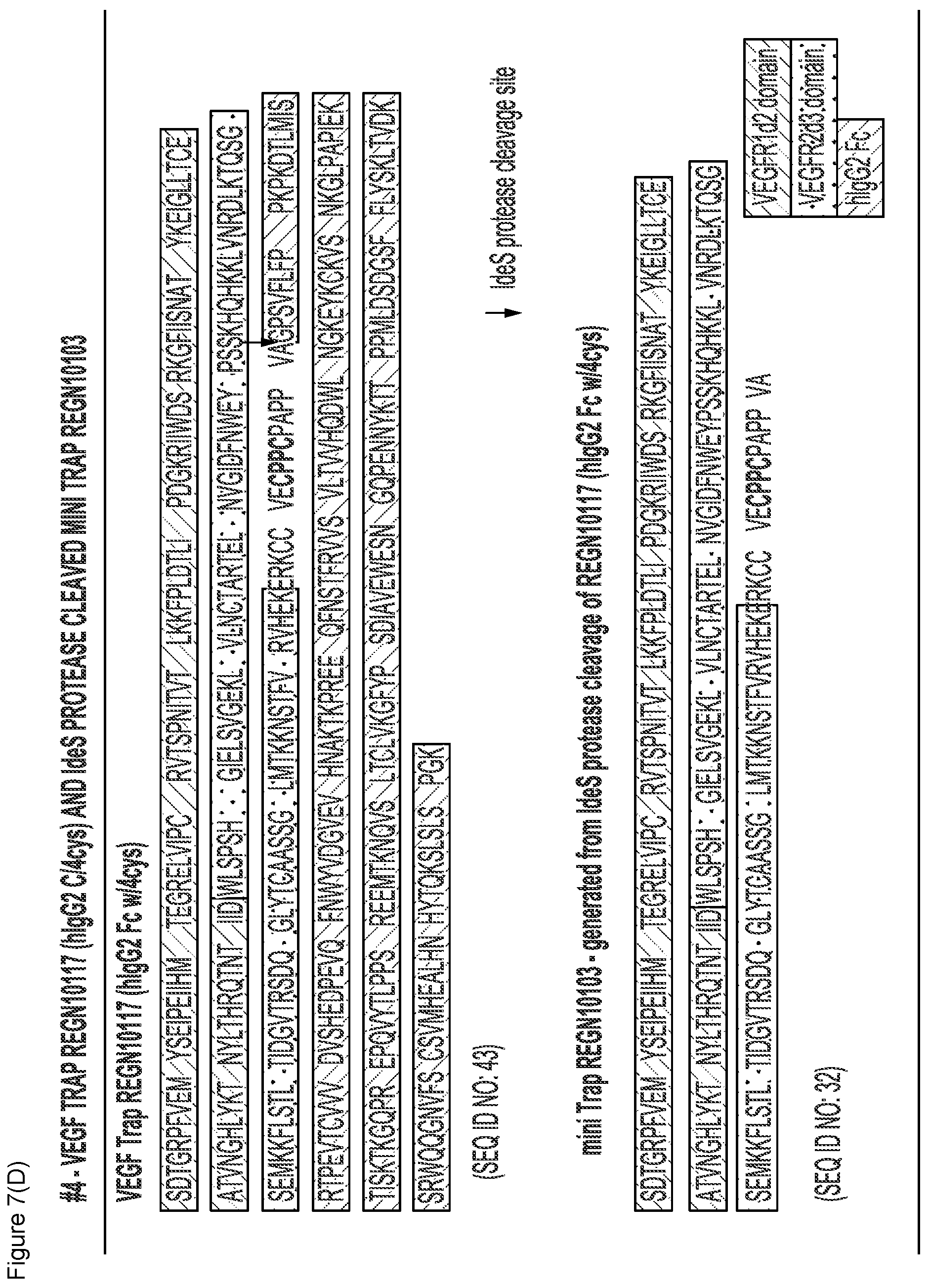 Patent US12103960 Figure 14 – VEGF traps and mini-traps and methods for treating ocular disorders and cancer