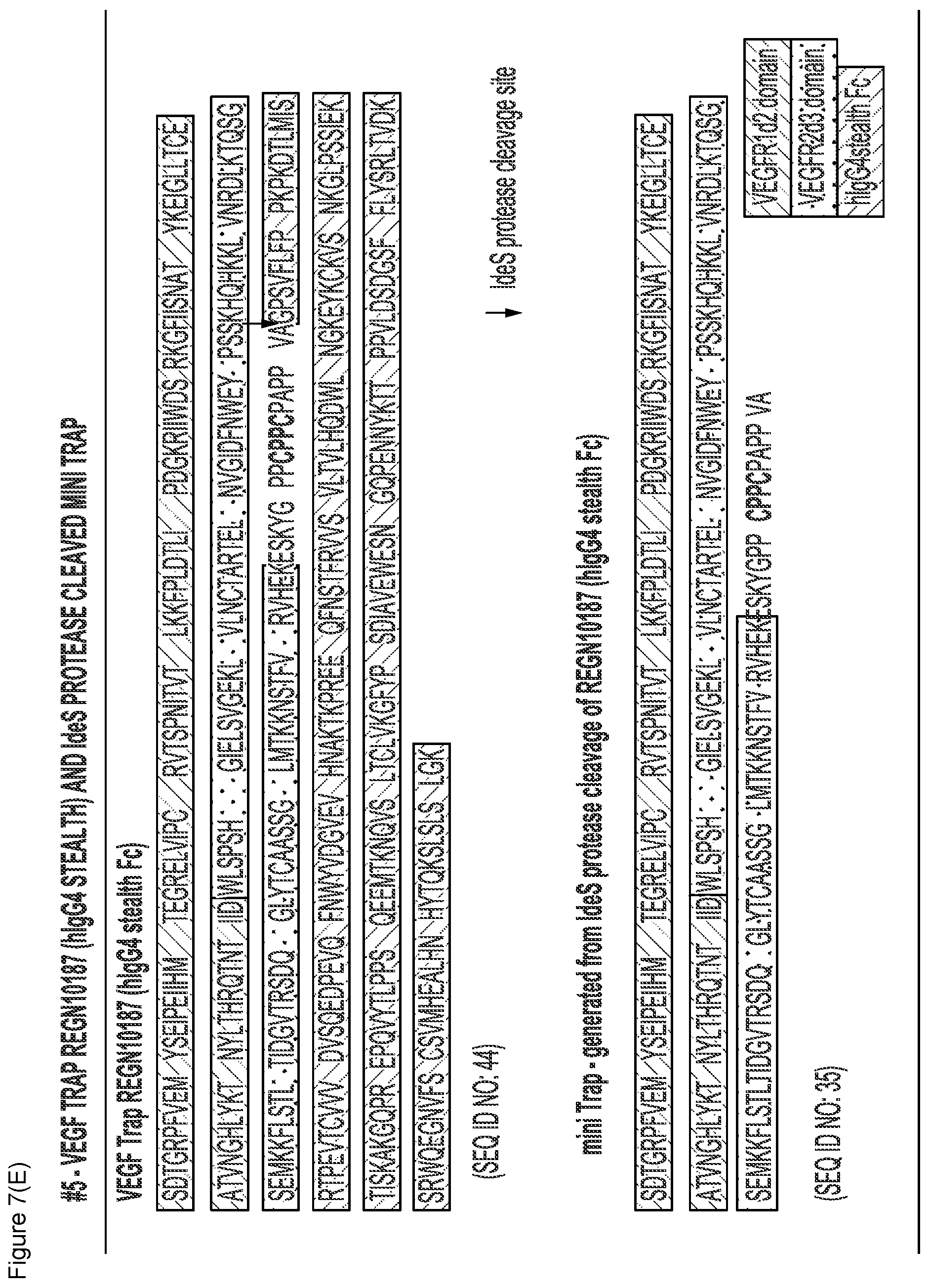 Patent US12103960 Figure 15 – VEGF traps and mini-traps and methods for treating ocular disorders and cancer