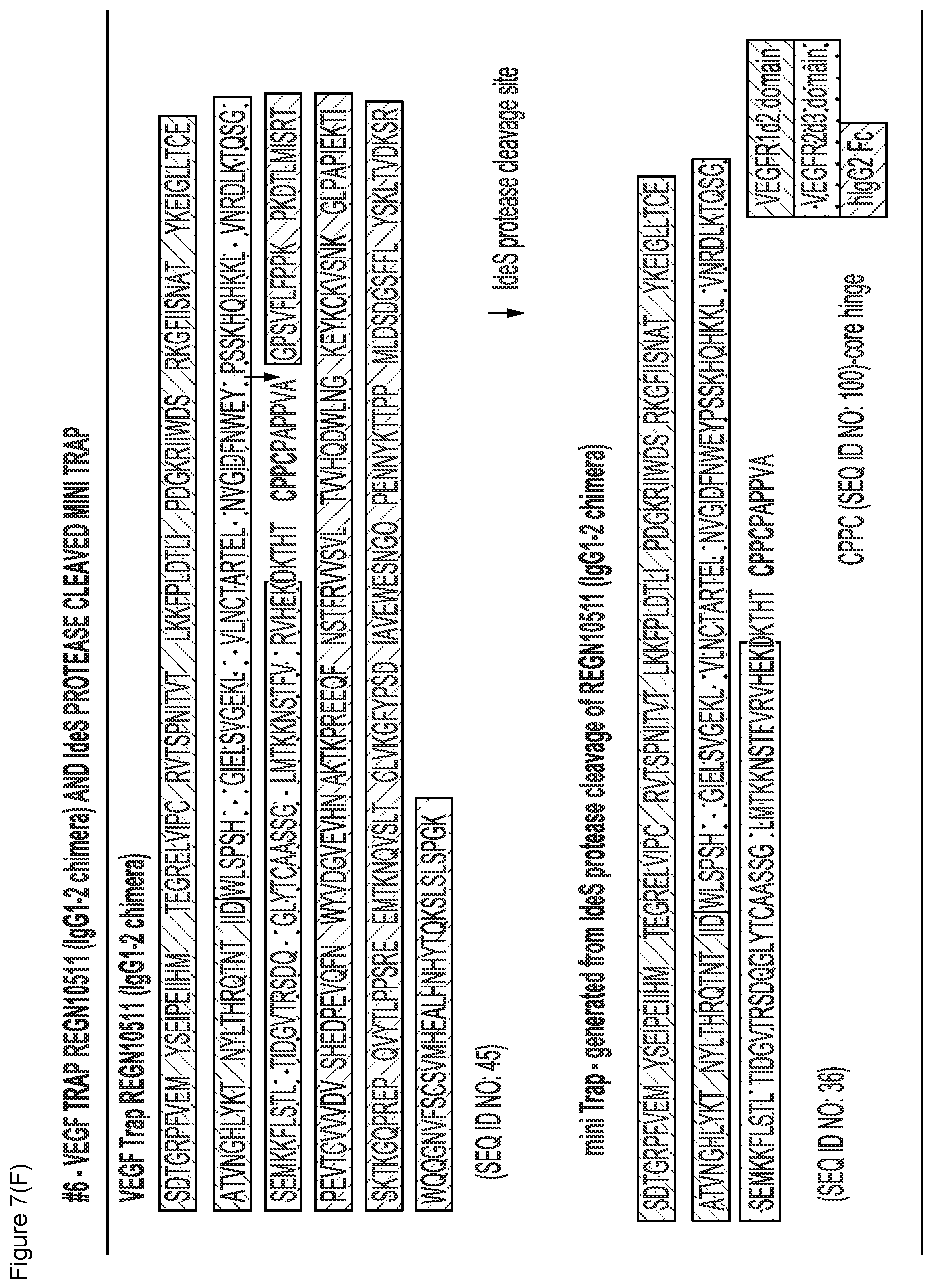 Patent US12103960 Figure 16 – VEGF traps and mini-traps and methods for treating ocular disorders and cancer