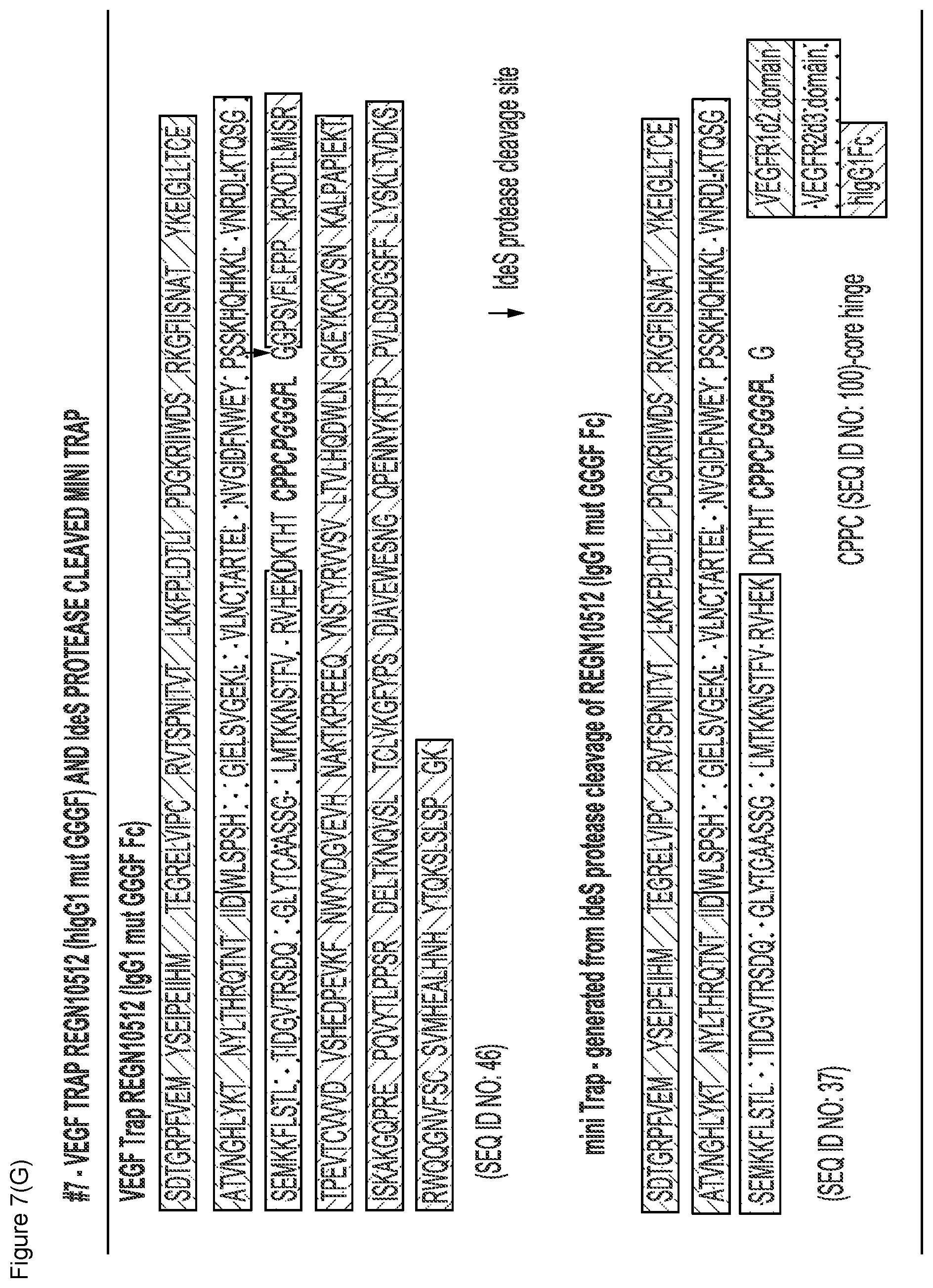 Patent US12103960 Figure 17 – VEGF traps and mini-traps and methods for treating ocular disorders and cancer