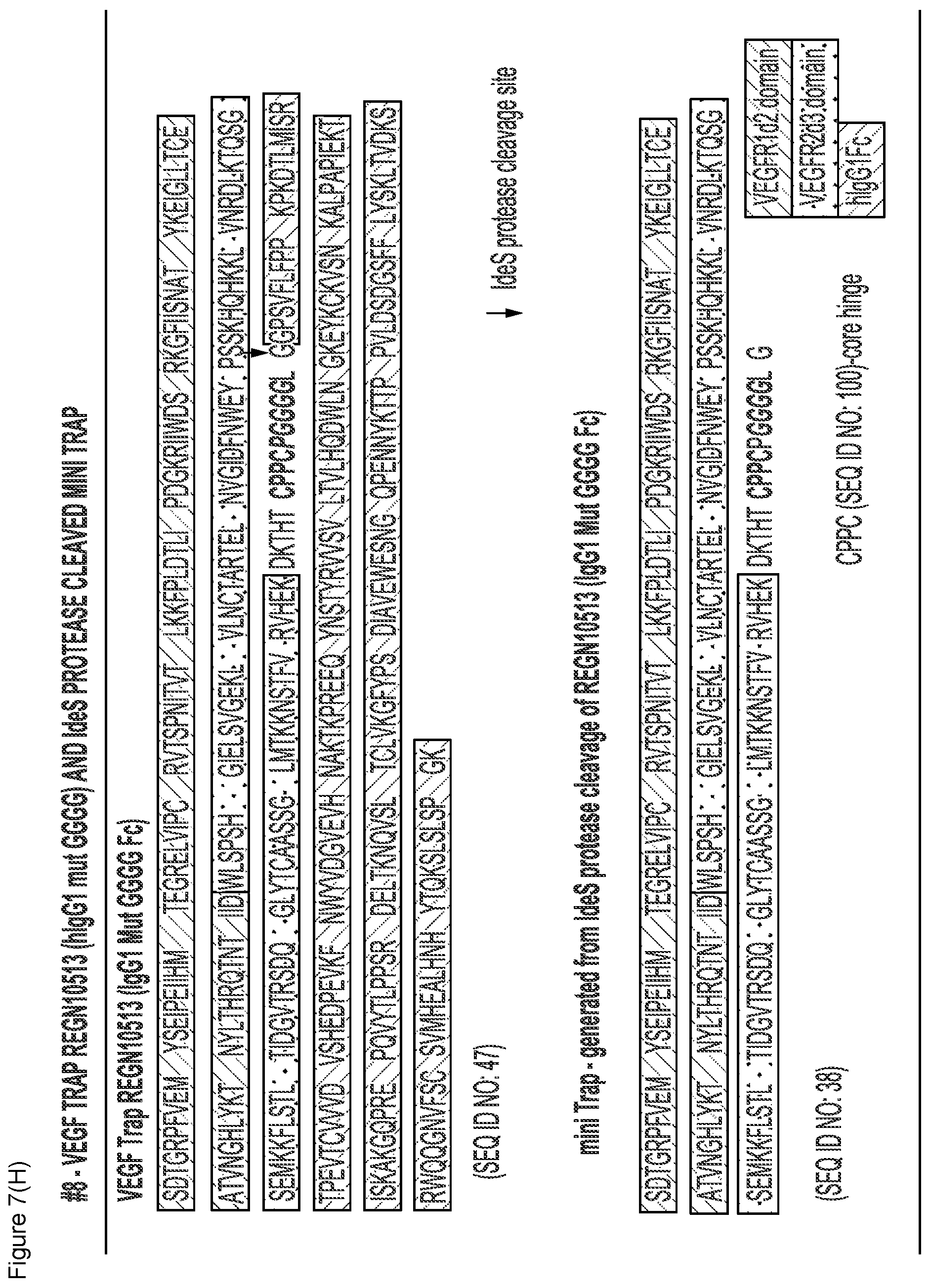 Patent US12103960 Figure 18 – VEGF traps and mini-traps and methods for treating ocular disorders and cancer