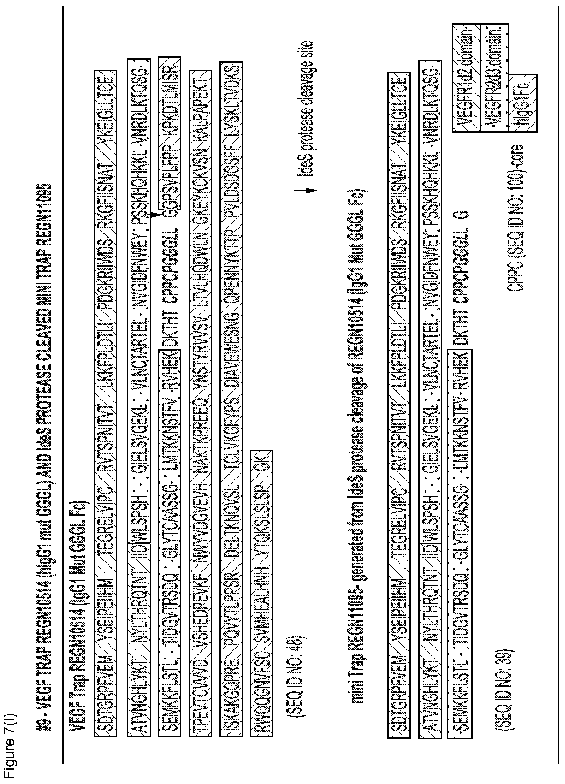 Patent US12103960 Figure 19 – VEGF traps and mini-traps and methods for treating ocular disorders and cancer
