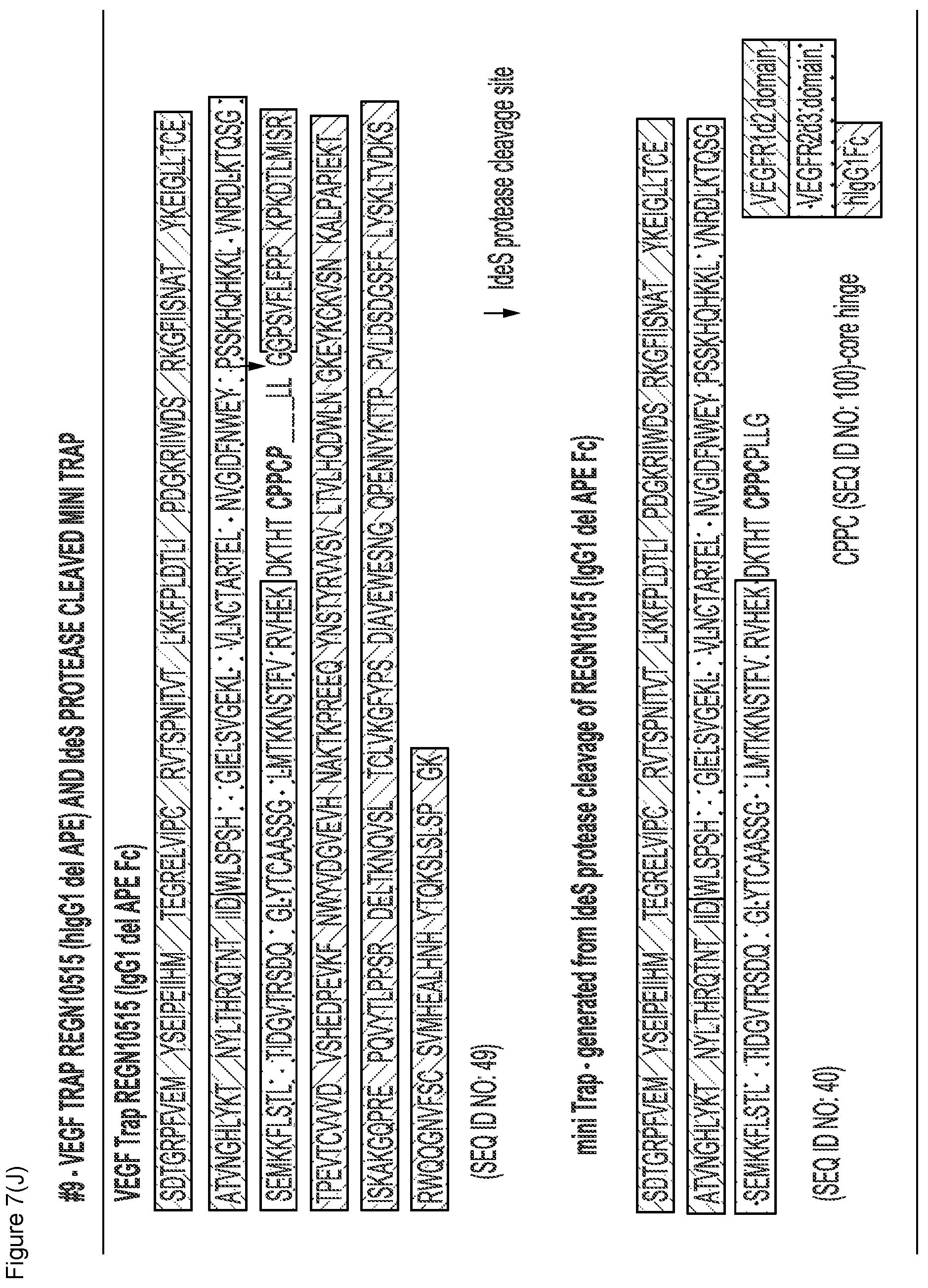 Patent US12103960 Figure 20 – VEGF traps and mini-traps and methods for treating ocular disorders and cancer