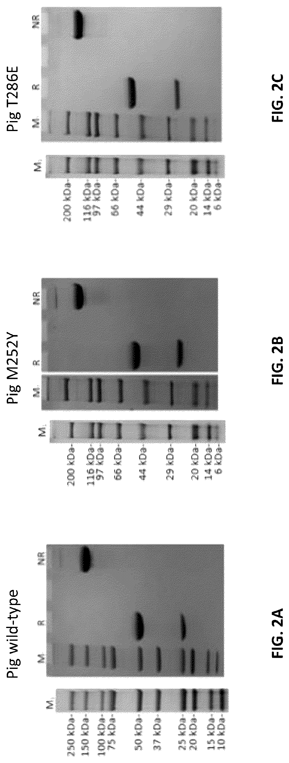 Patent US12103961 Figure 2 – Compositions for increasing half-life of a therapeutic agent in livestock animals and methods of use