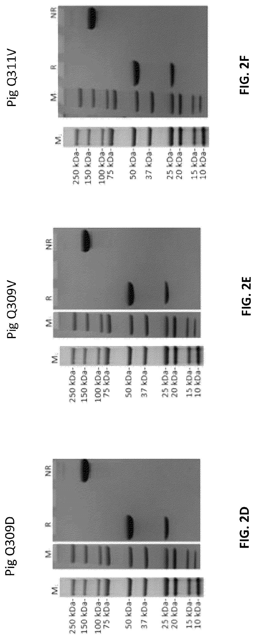 Patent US12103961 Figure 3 – Compositions for increasing half-life of a therapeutic agent in livestock animals and methods of use