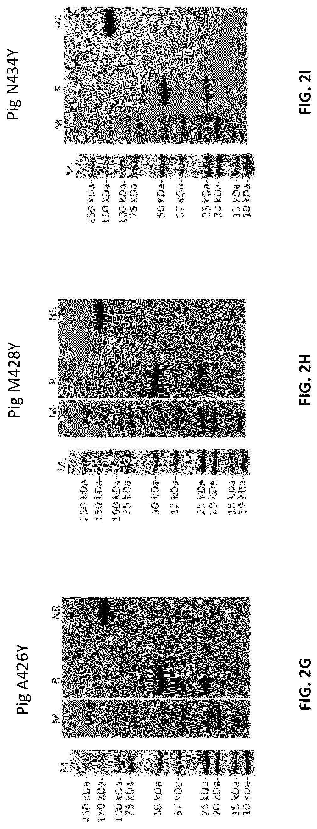 Patent US12103961 Figure 4 – Compositions for increasing half-life of a therapeutic agent in livestock animals and methods of use