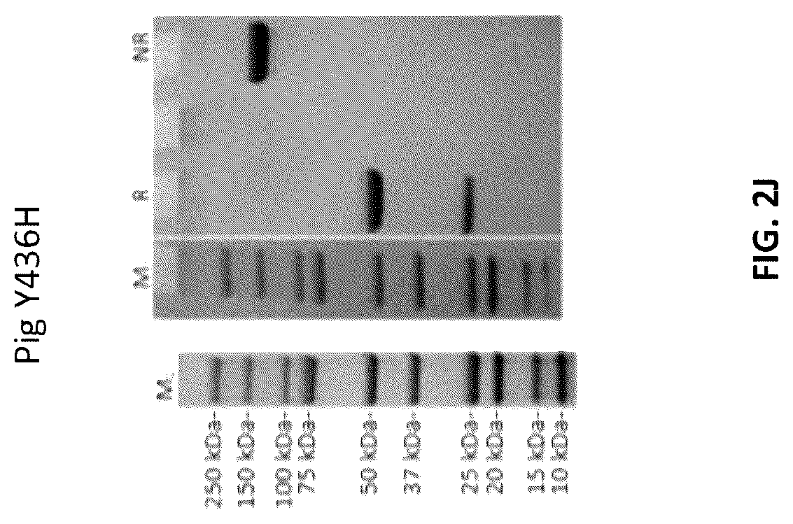 Patent US12103961 Figure 5 – Compositions for increasing half-life of a therapeutic agent in livestock animals and methods of use
