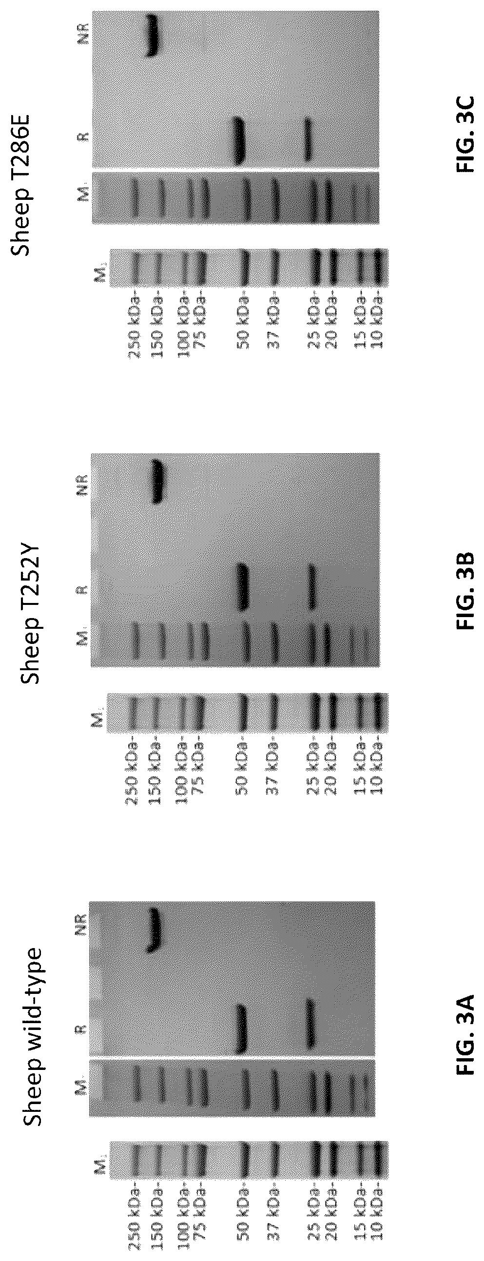 Patent US12103961 Figure 6 – Compositions for increasing half-life of a therapeutic agent in livestock animals and methods of use