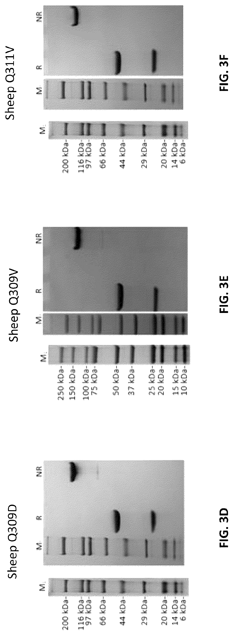 Patent US12103961 Figure 7 – Compositions for increasing half-life of a therapeutic agent in livestock animals and methods of use